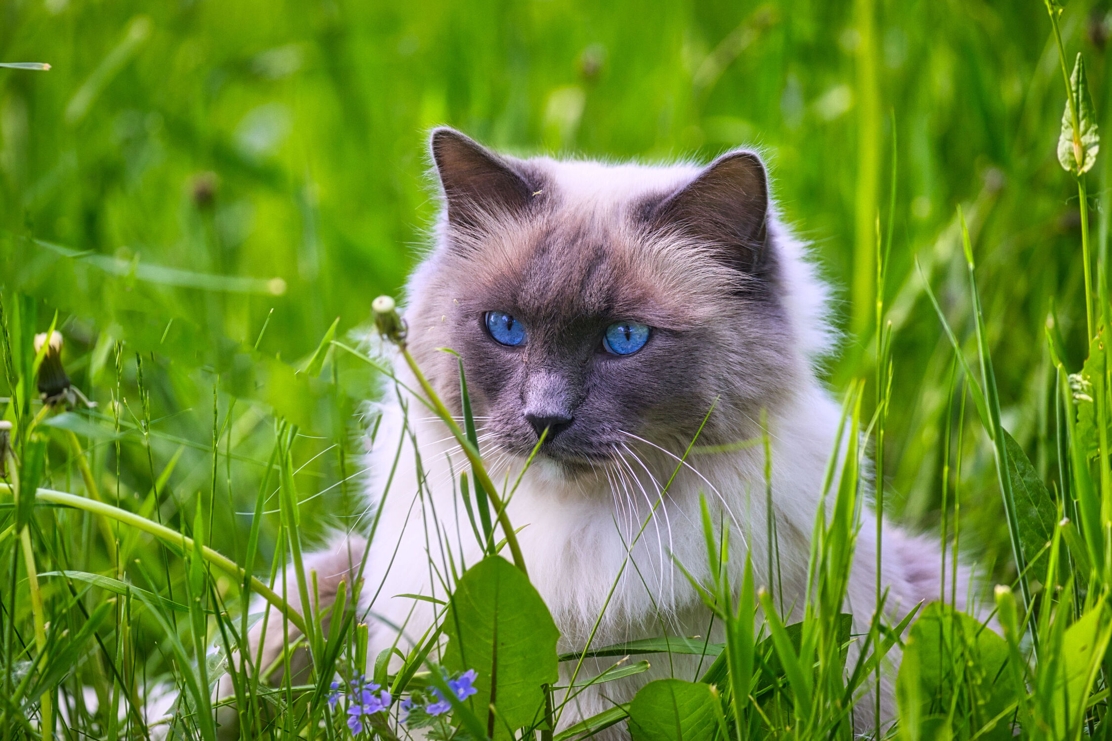 Bild mit Augen, Blumen, Blau, Katzen, Gras, Wiese, Katzenbilder