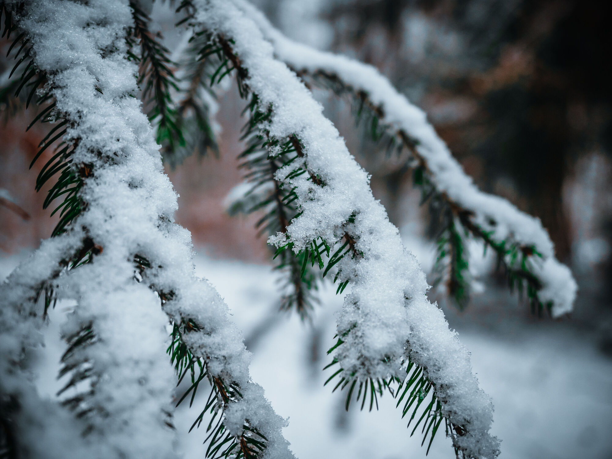 Bild mit Winter, Schnee, Winter & Weihnachtszeit, Tannenzweige, weiße Pracht