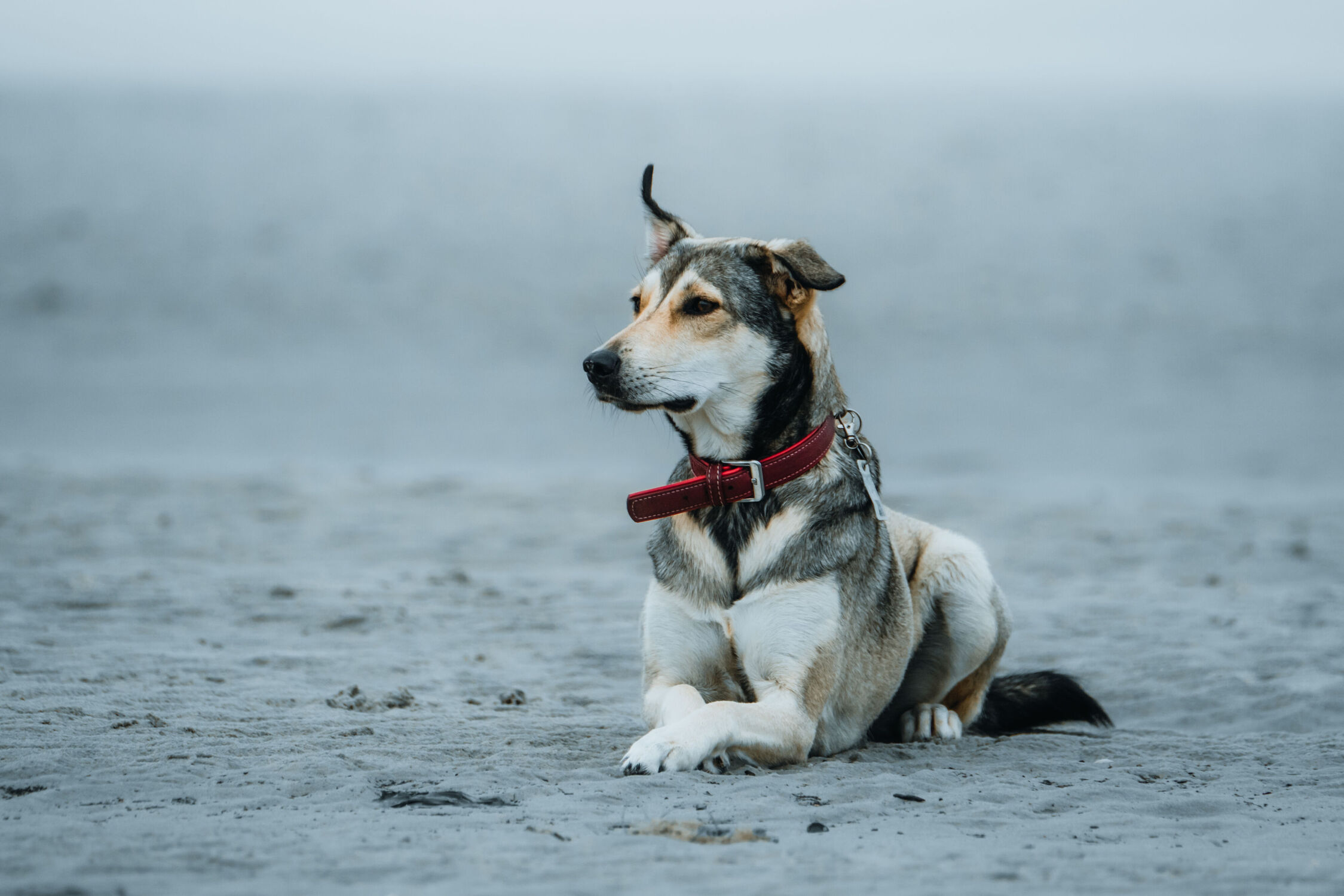 Bild mit Hunde, Sandstrand, Rassehunden, Hundebilder