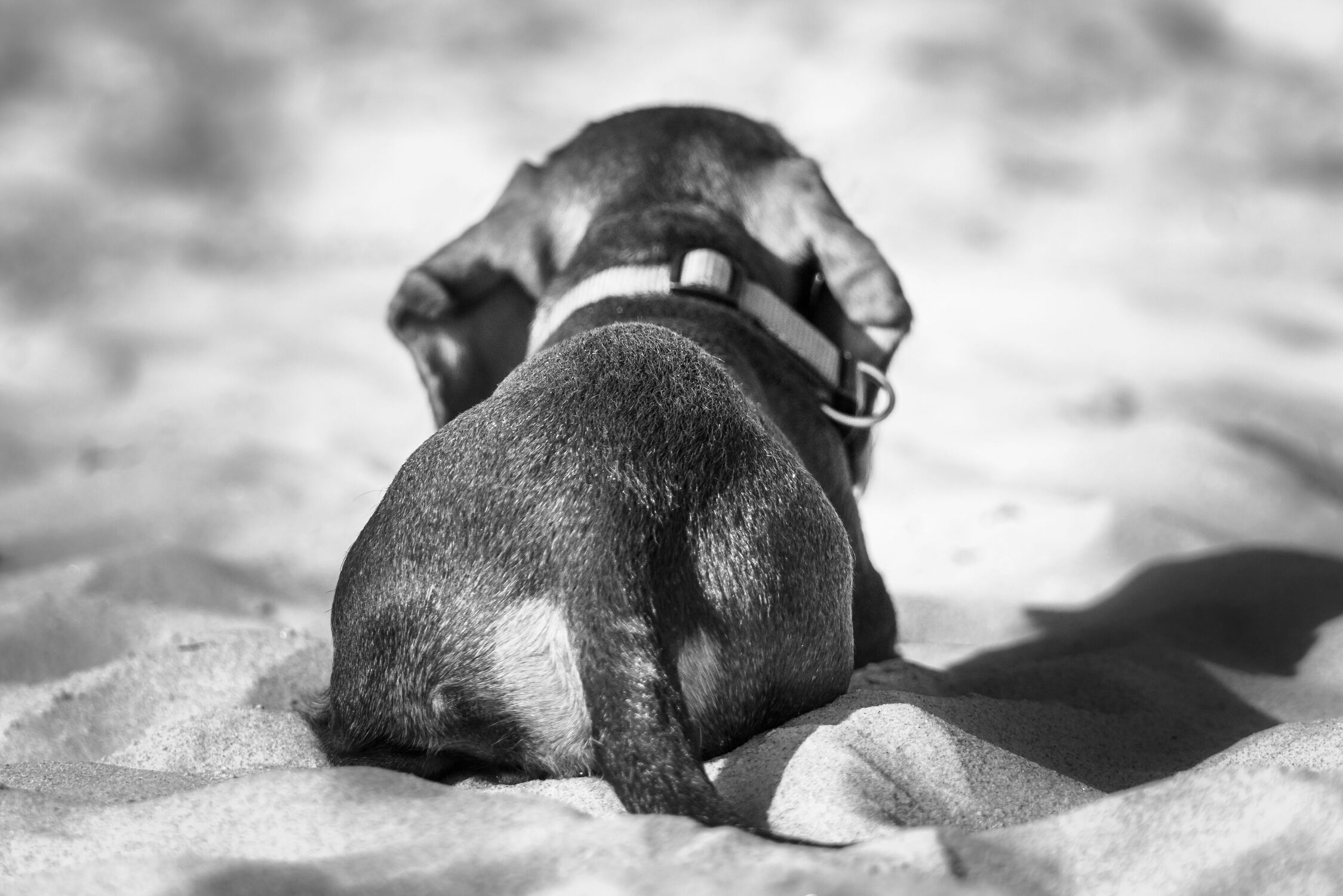 Bild mit Strände, Hunde, Spiele und Spielzeuge, Strand, Sandstrand, Hund, Haushund, Lebensfreude, Schwarz/Weiß Fotografie