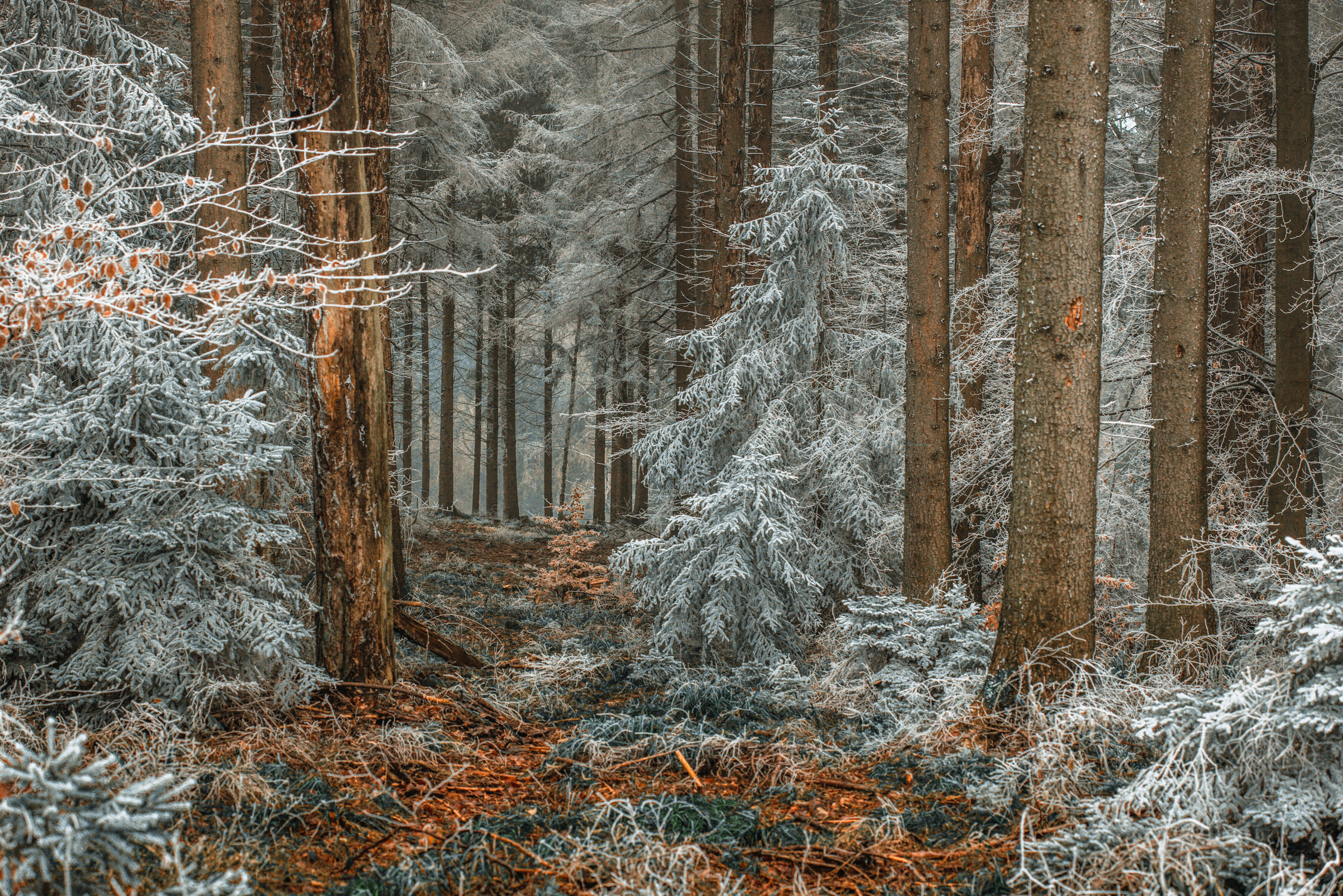 Bild mit Schnee, Wälder, winterlandschaft, Winteraufnahmen, Winter & Weihnachtszeit, Winterzeit, mystisch, Winterwelt