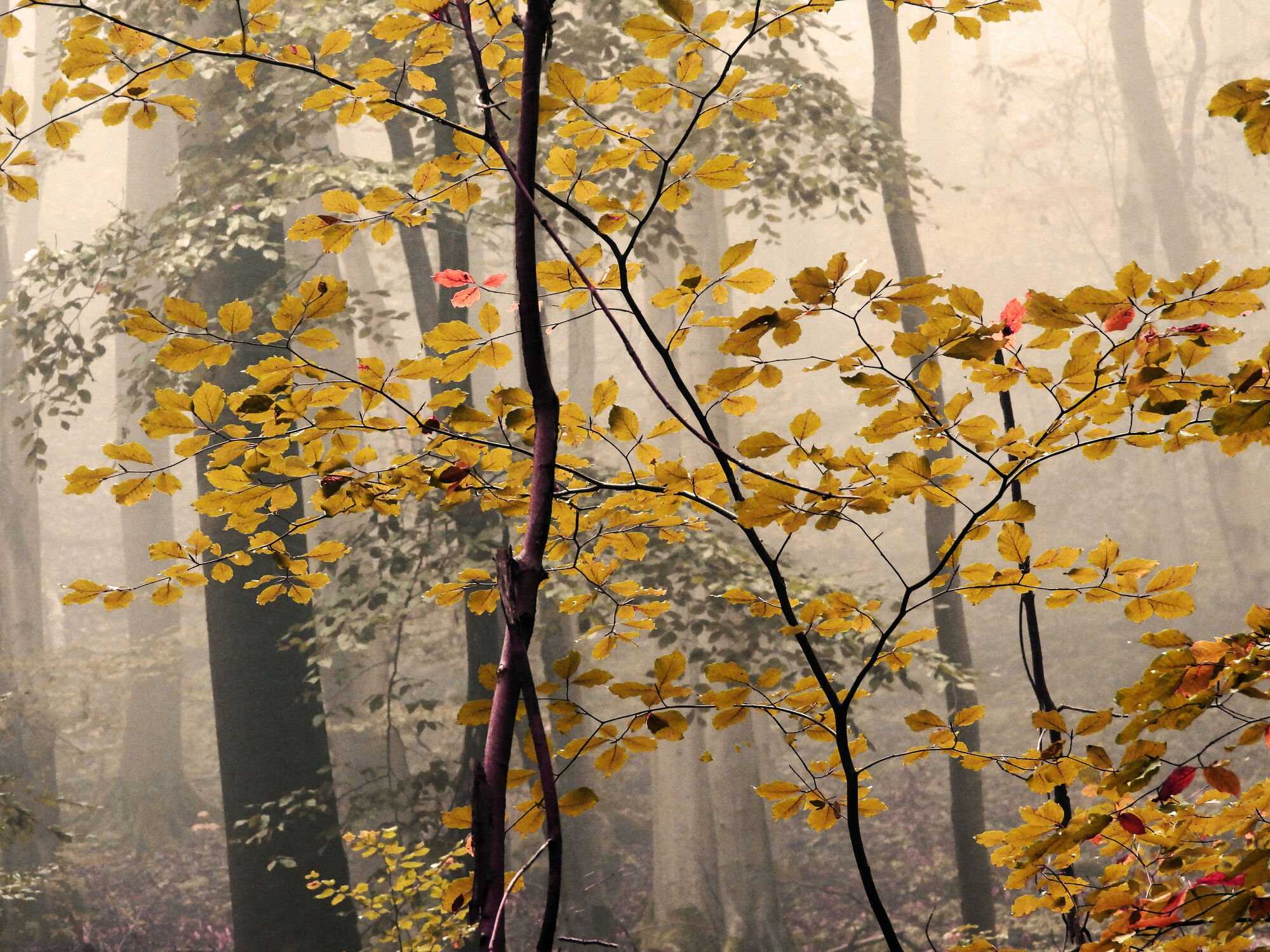 Bild mit Farben, Natur, Herbst, Blätter, Landschaft, Emotionen, Nebelstimmung, Stimmmungen