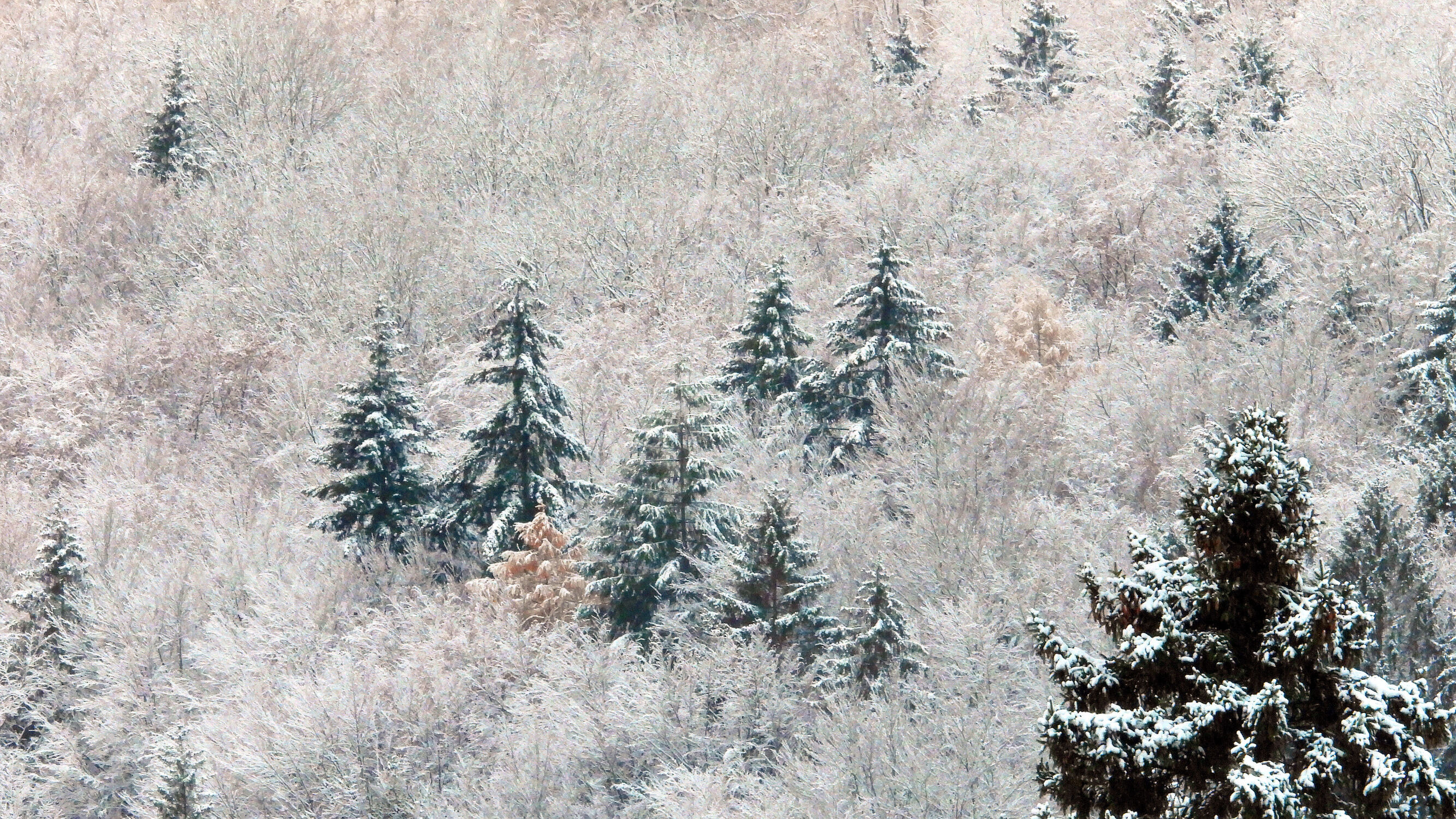 Bild mit Wald, Märchenwald, Winterlandschaften, Winteraufnahmen, Landschaften im Winter, Tannenbaum, Winterzauber, Wintermärchen, Winterbäume, Winterimpression