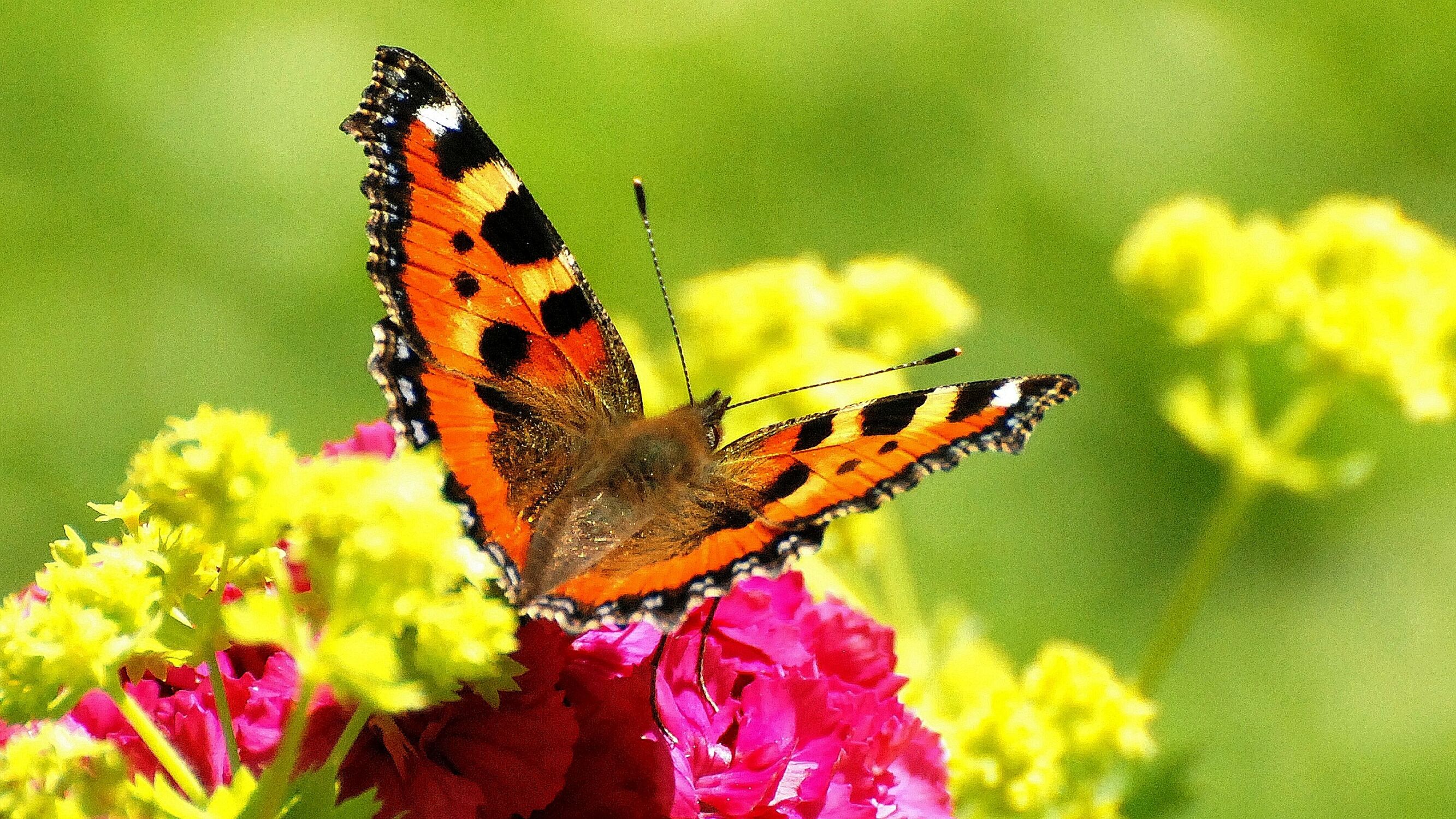 Bild mit Blumen, Schmetterlinge, Schmetterling, Tagfalter, Kleiner Fuchs