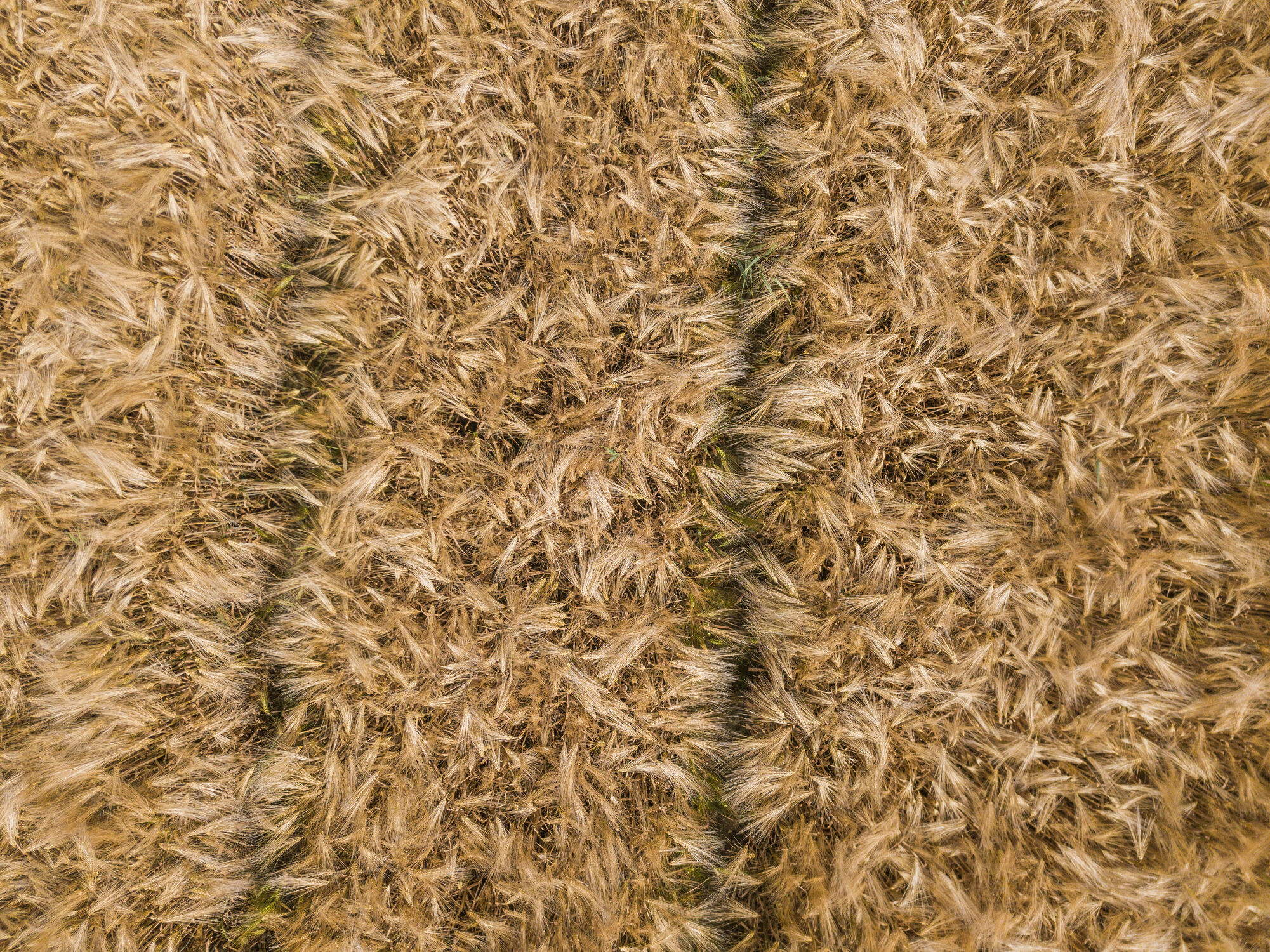 Bild mit Getreide, Sommer, warm, Kornfeld, Weizen, Drohne, Luftbild