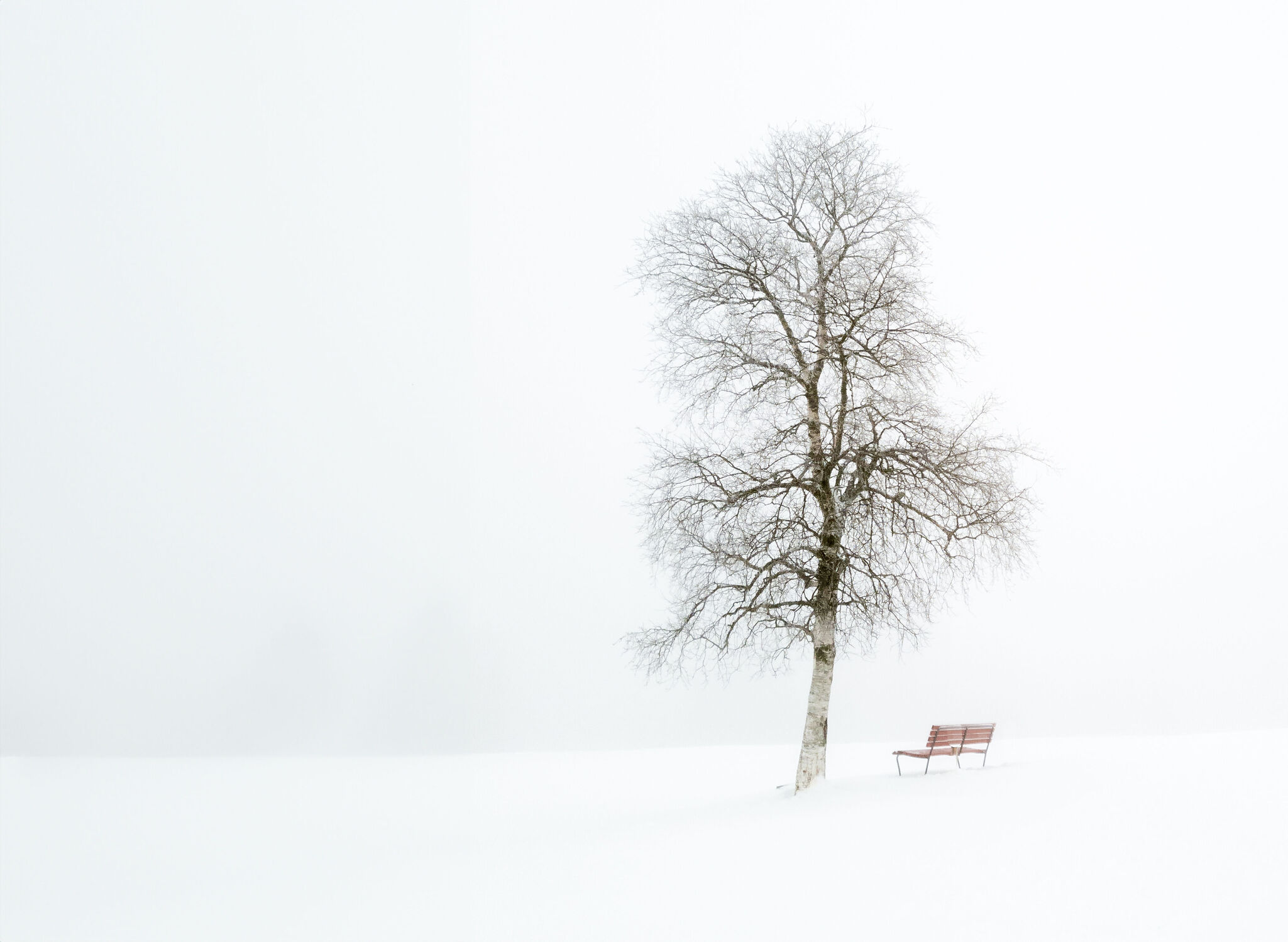 Bild mit Schnee, Nebel, Baum, weiss, Bank, Sitzbank, schneebedeckt, Farblos, Kontrastarm, Weisse Birke