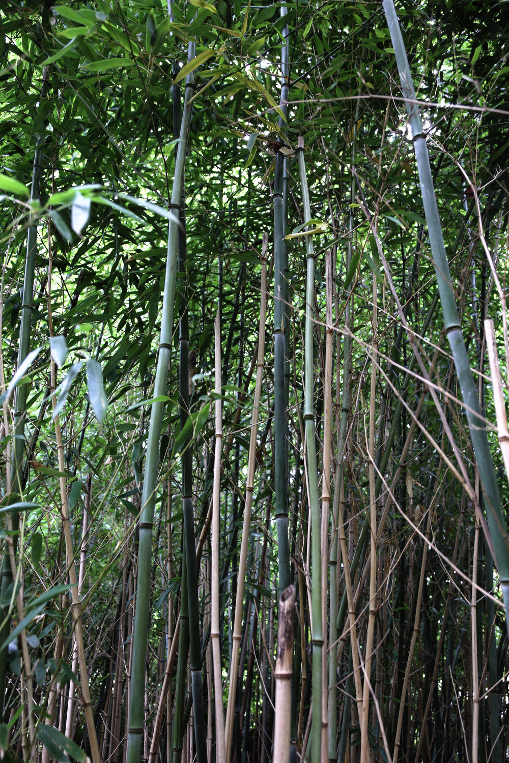 Bild mit Natur, Pflanzen, Bambus, Wald, Blätter, Pflanze, Blatt, bambuswald, Bambusmotiv, Bambusblatt, Bambusblätter