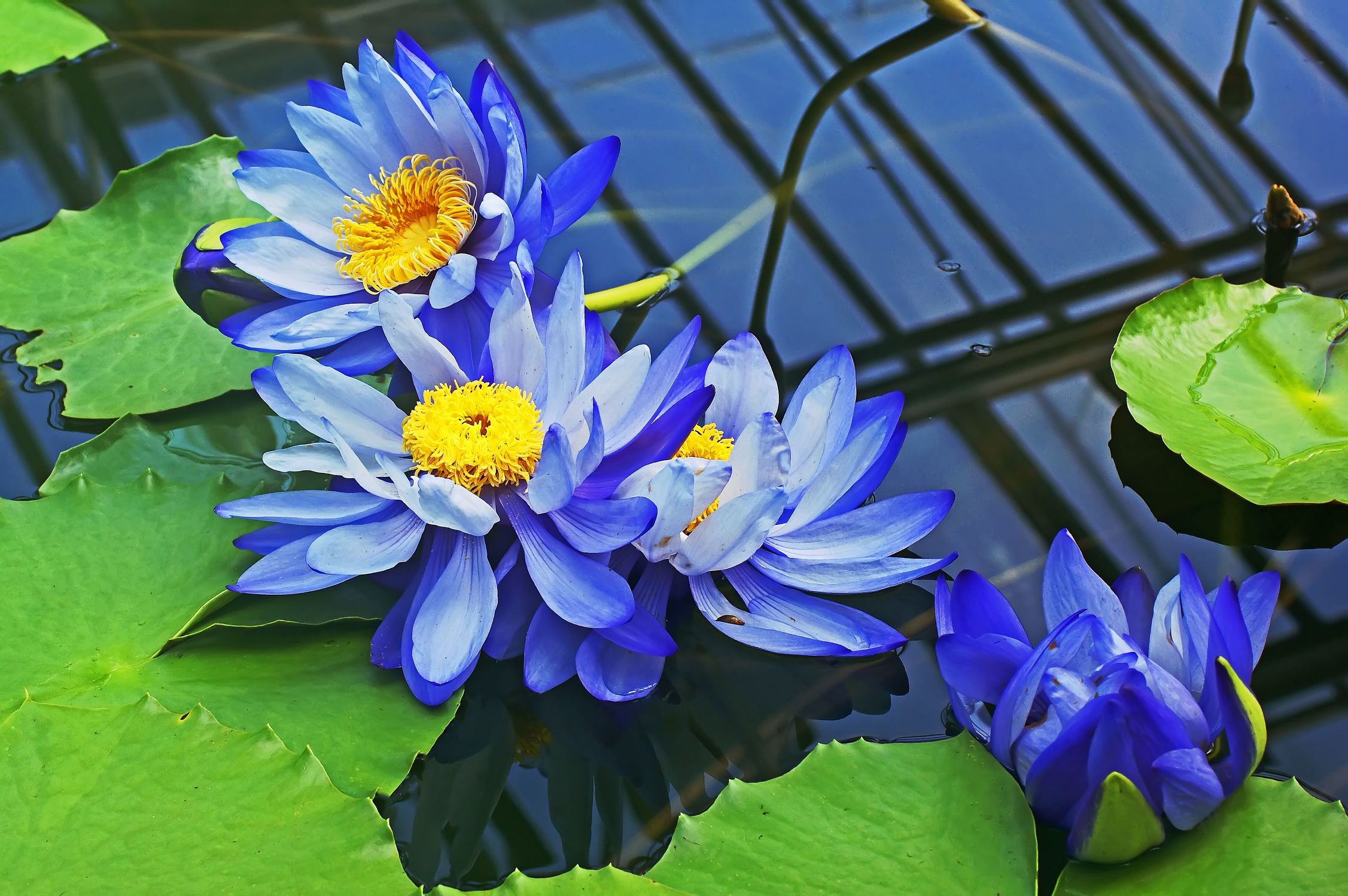 Bild mit Wasser, Blau, Seerosen, lotus, Blüten, blüte, Seerose, nahaufnahmen