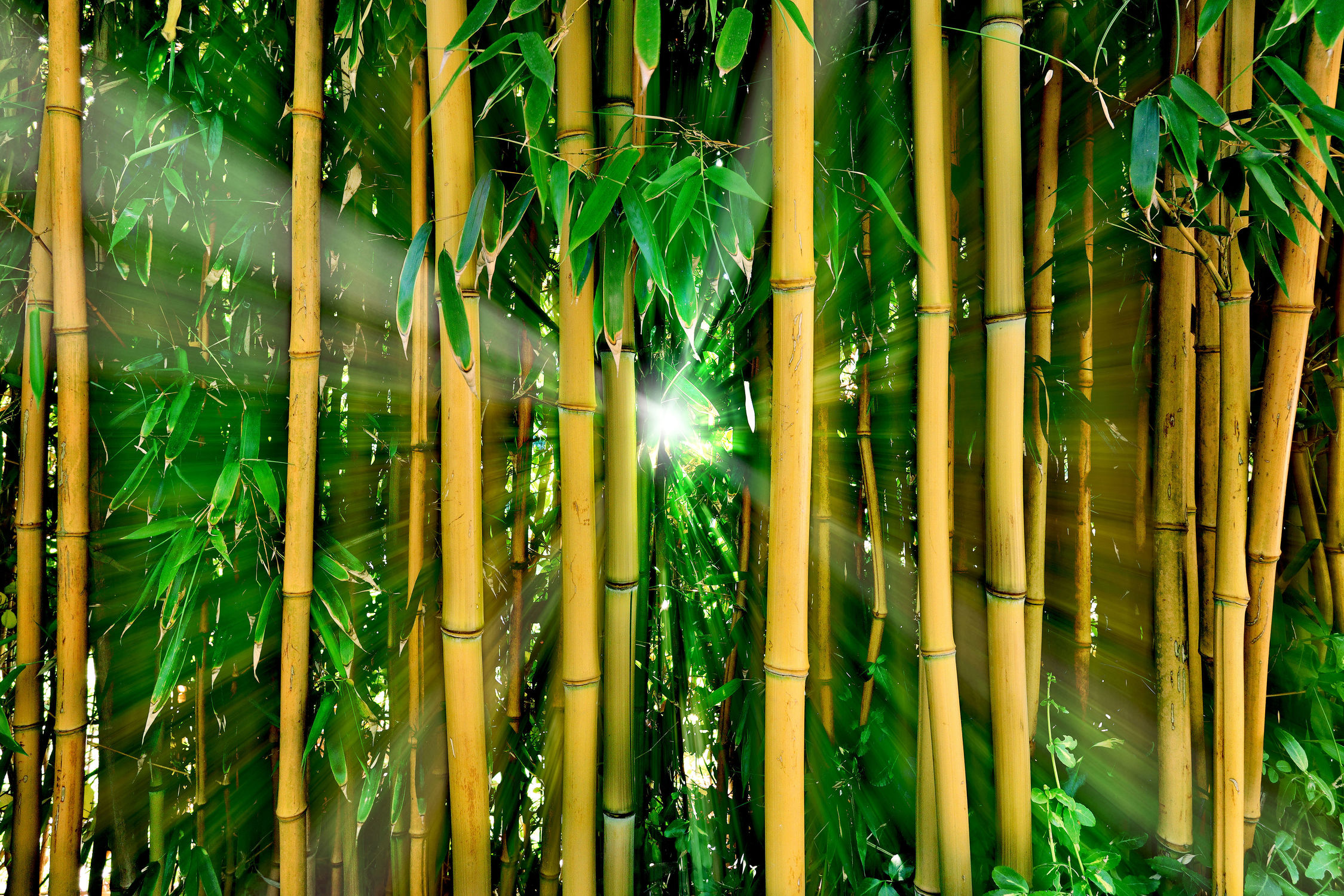Bild mit Natur, Pflanzen, Bambus, bamboo, Wald, Gegenlicht, bambuswald, mystisch, Urwald, bambusstangen, bambusrohr, Regenwald, Bambusmotiv, bambuspflanze, Bambusblatt, Bambusblätter