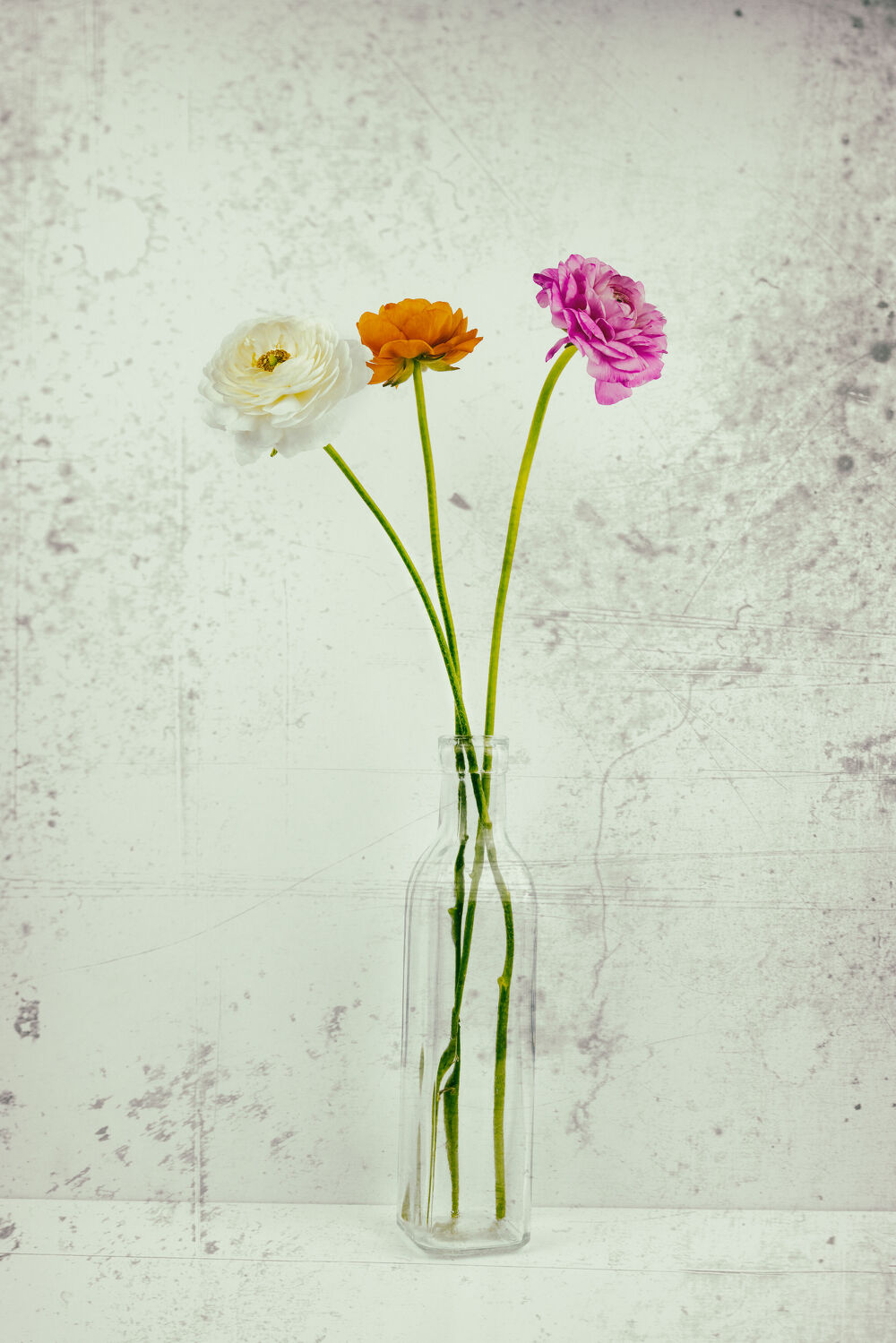 Bild mit Blumen, Blume, Pflanze, Makro, Stillleben, Ranunkeln, VINTAGE, blüte, Hahnenfuß, Ranunkel, Ranunculus asiaticus, old style
