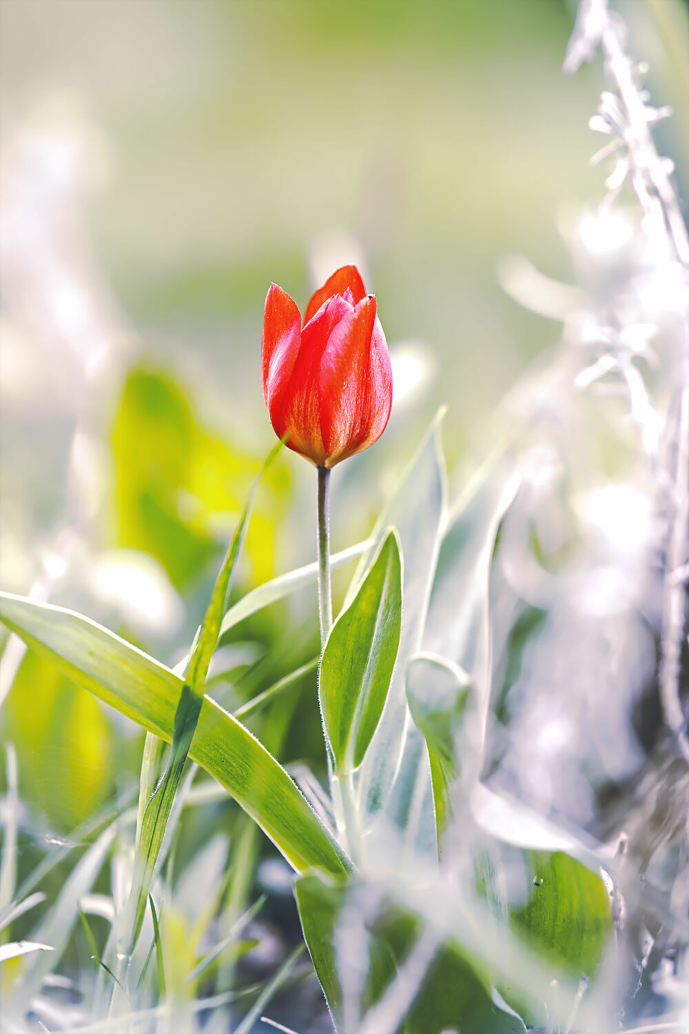 Bild mit Natur, Blume, Pflanze, Tulpe, Tulipa, Tulip, rote Tulpe, red tulip
