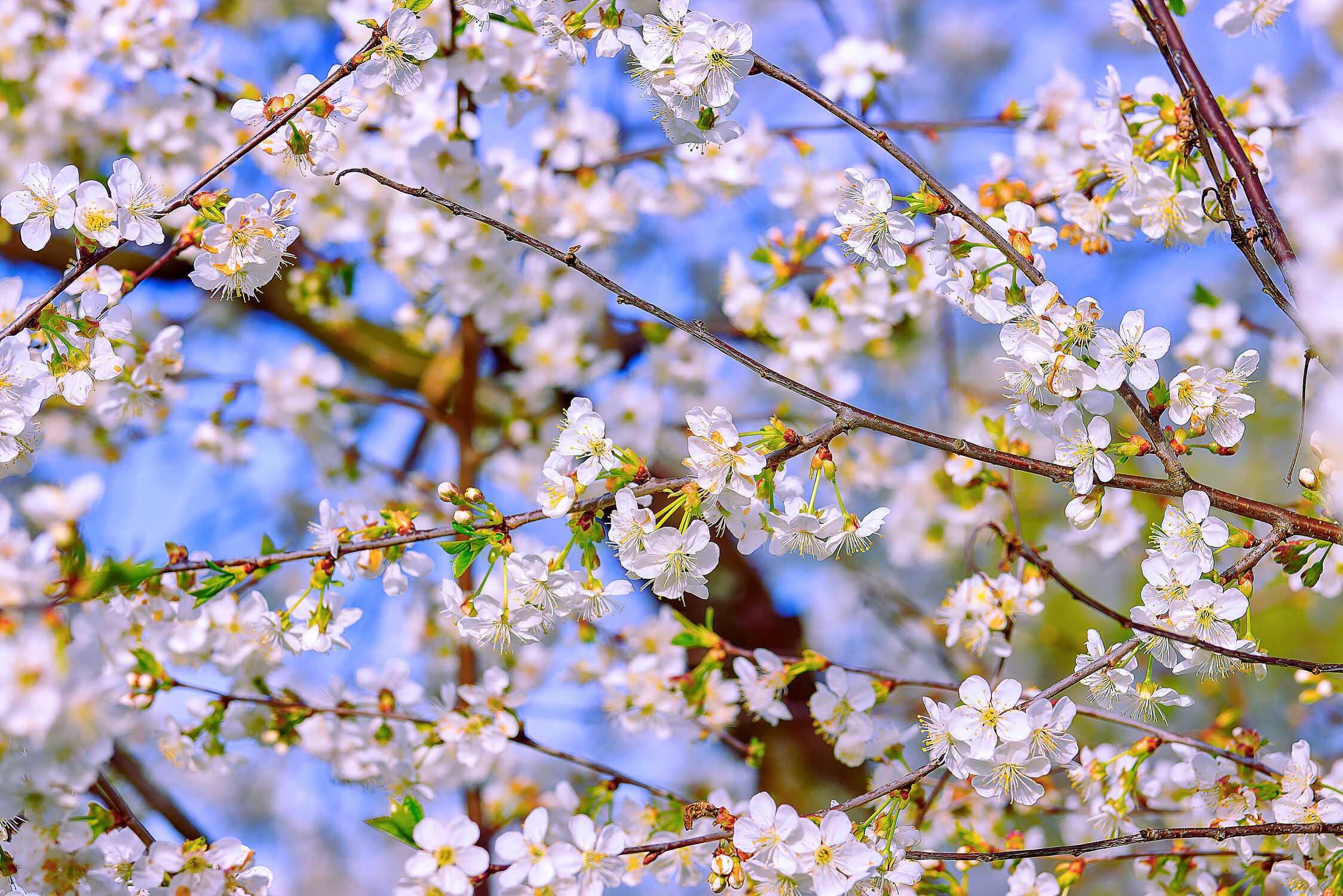 Bild mit Natur, Frühling, Kirschblüten, Kirschbaum, Kirsche, Ast, Kirschblüte, Zweig, cherry, Cherry Blossom