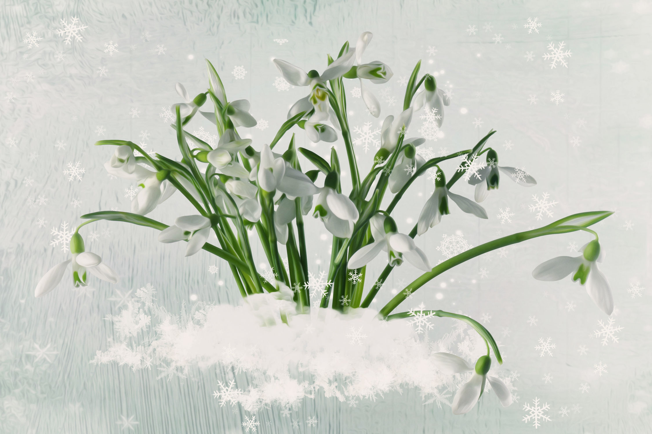 Bild mit Winter & Weihnachtszeit, Schneeglöckchen