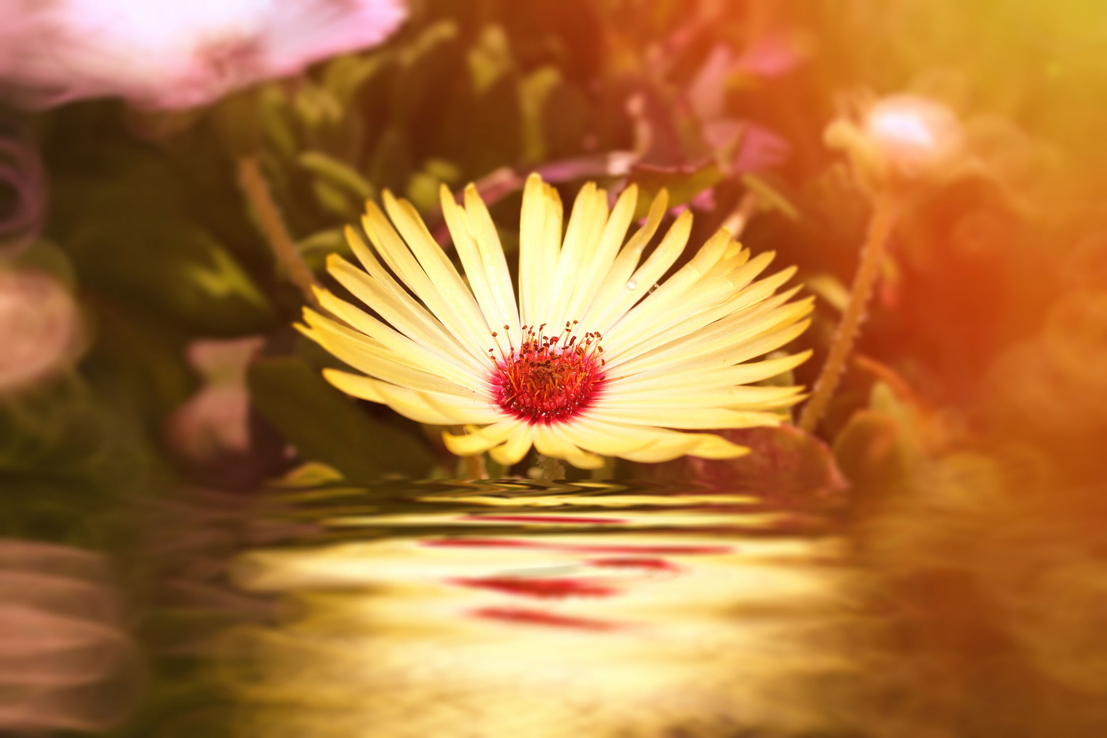 Bild mit Sonnenanbeter - Blumen