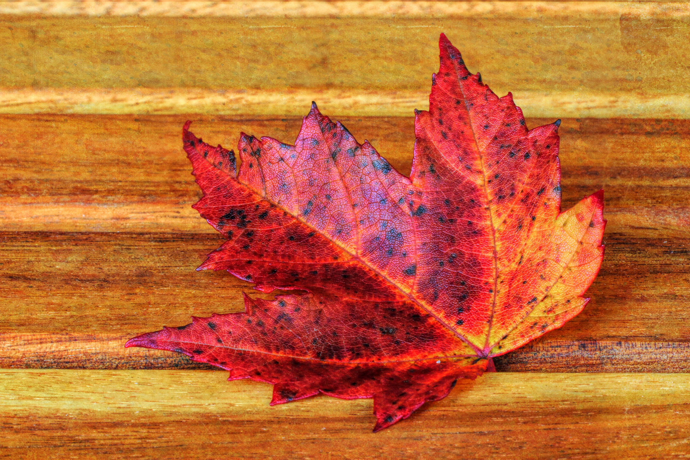 Bild mit Natur, Herbst, Blätter, Blatt, Makroaufnahmen, Fotografie, herbstlich, herbstblatt
