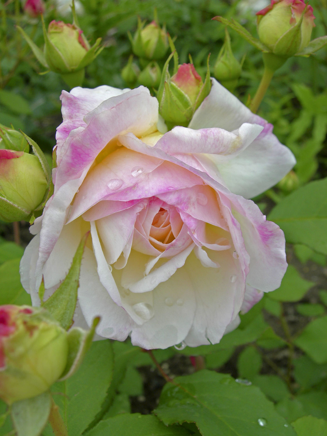 Bild mit Blumen, Rosa, Rosen, Blume, Rose, Makro, Blüten, blüte, edelrose, Edelrosen