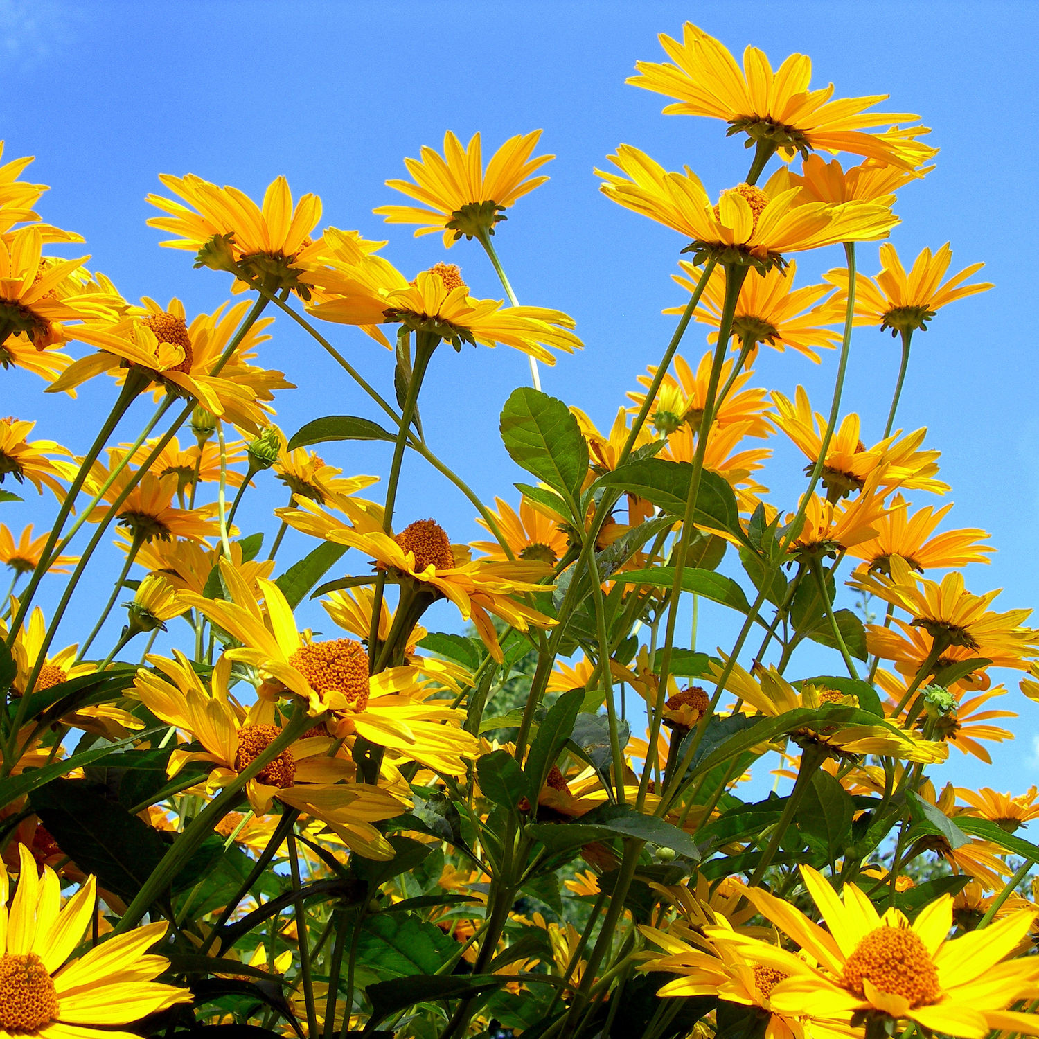 Bild mit Gelb, Pflanzen, Blumen, Blume, Pflanze, Wiese, Gartenblumen, Sonnenhut, Wiesen, blumenwiese