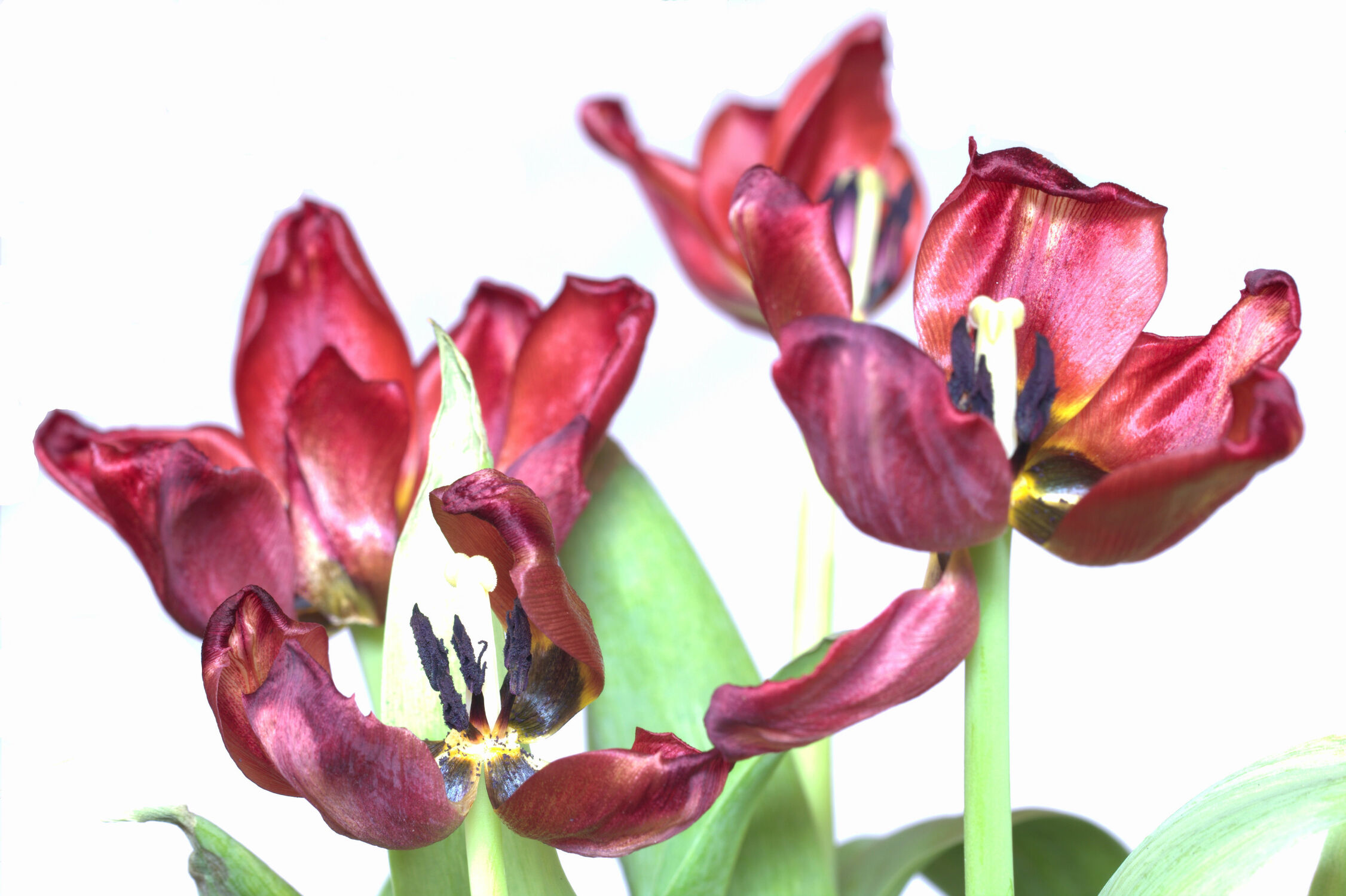 Bild mit Tulpen