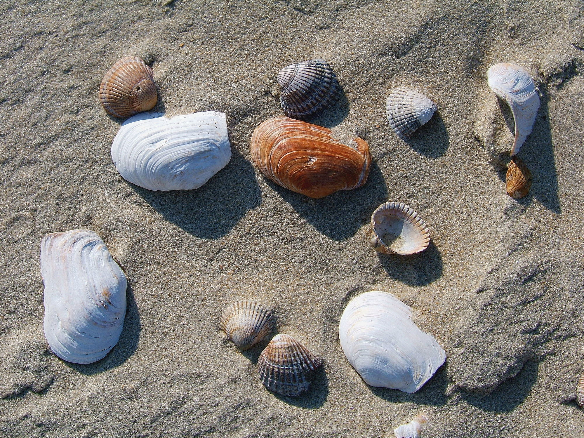 Bild mit Strände, Strand, Meer, Düne, Dünen, Muschel, Muscheln