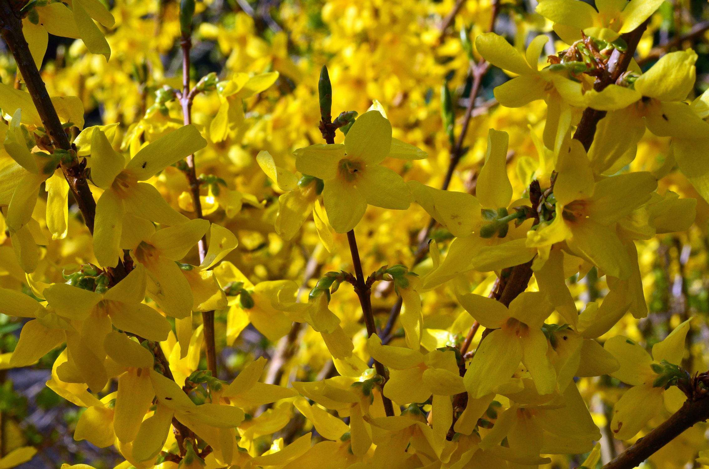 Bild mit Gelb, Frühling, Frühling, Forsythie
