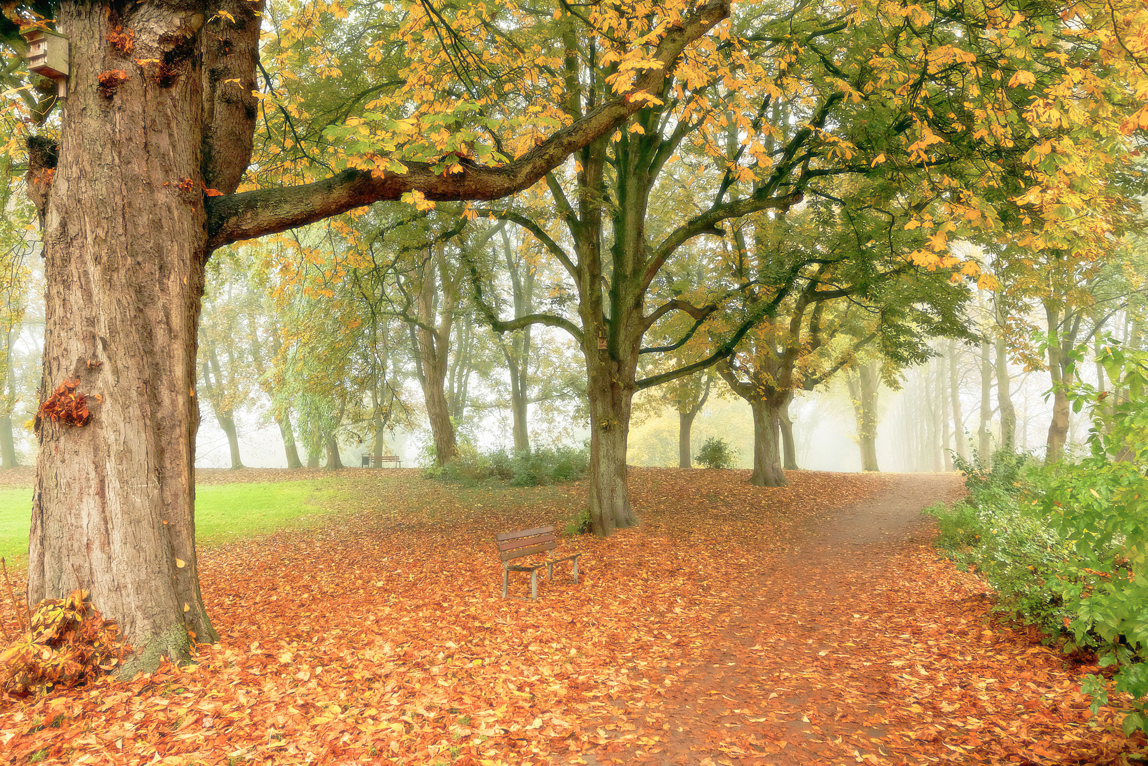 Bild mit Bäume, Herbst, Herbst, Nebel, Blätter, Sitzbank, Textur, Erholung, Wandern, Dunst, Ruheplatz