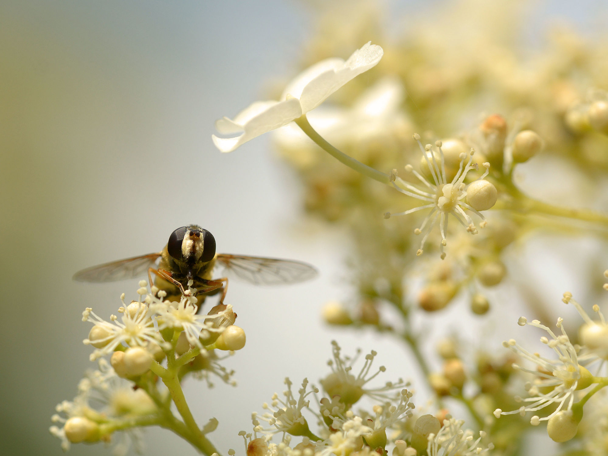 Bild mit Pflanzen, Blumen, Bienen, Blume, Pflanze, Nahrung, Pollen, Futter, Brut, Nachwuchs, Kletterhortensie, Honig, Honigbiene