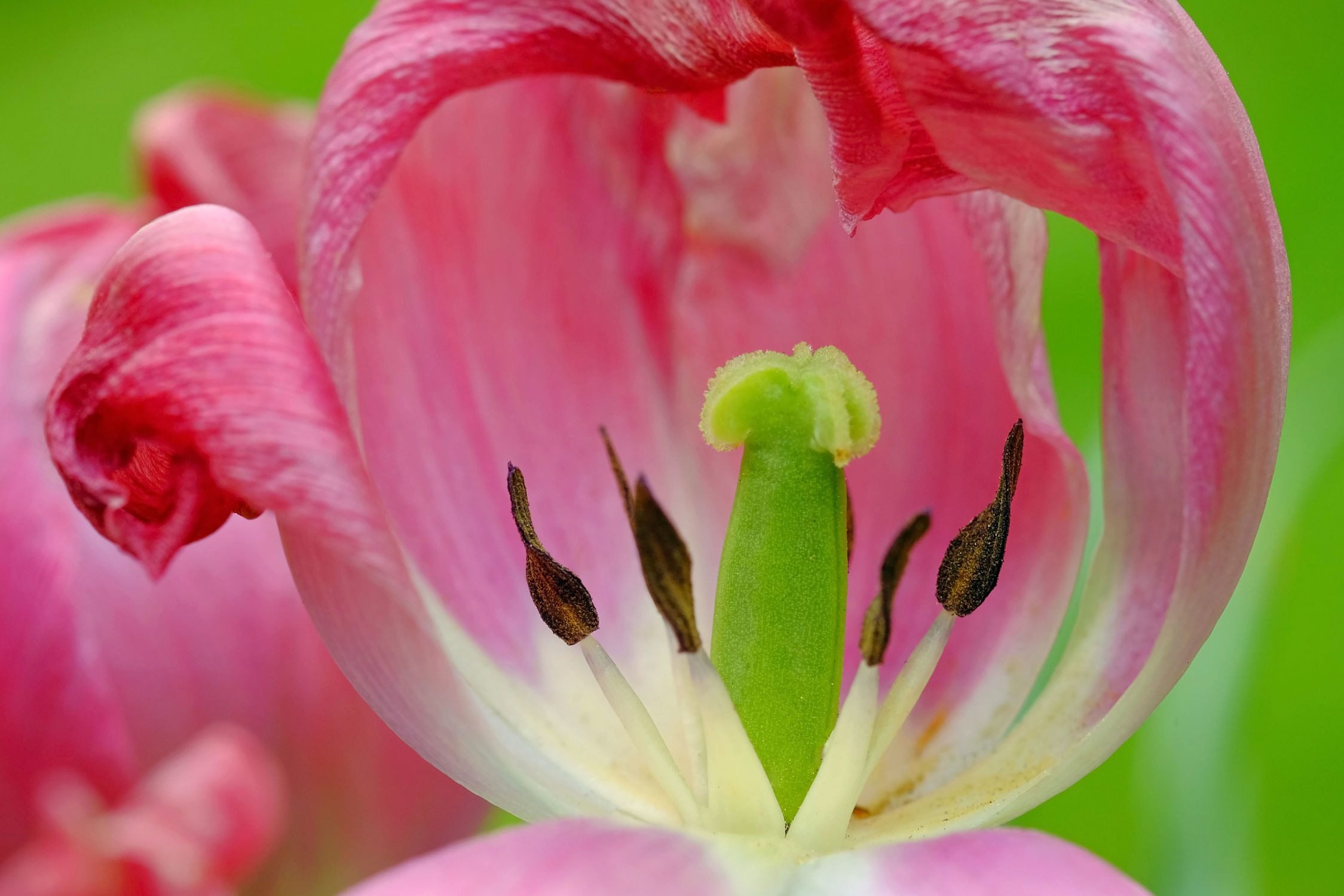 Bild mit Frühling, Frühling, Makro, Tulpen, Tulpenherz