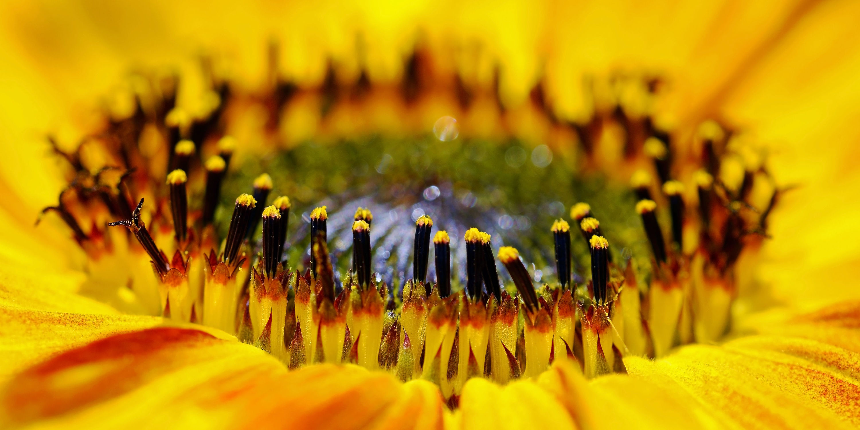 Bild mit Blumen, Makro, Sonnenblume, nahaufnahme, Kern, Mitte