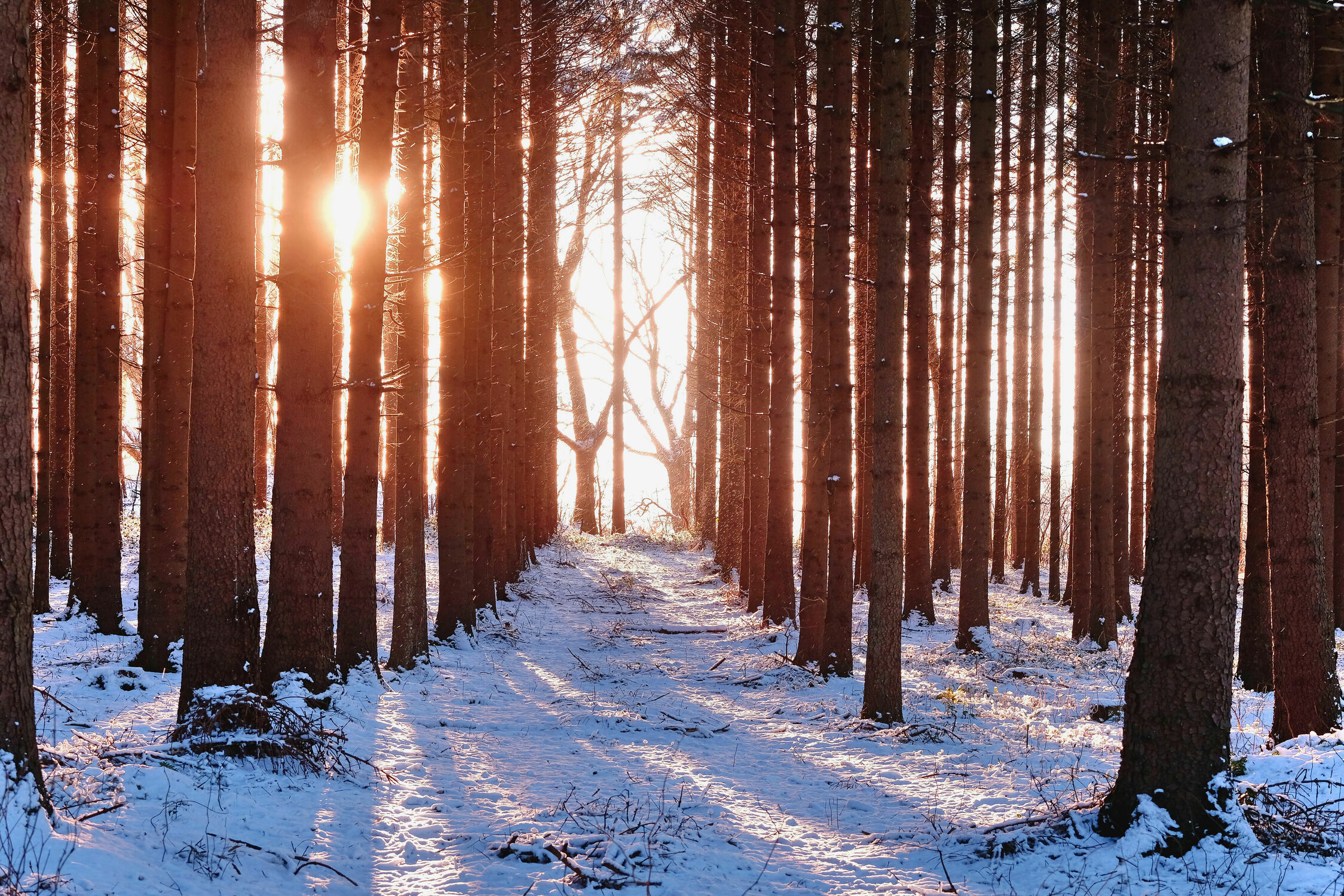 Bild mit Winter, Nadelwald, Gegenlicht, Abendsonne