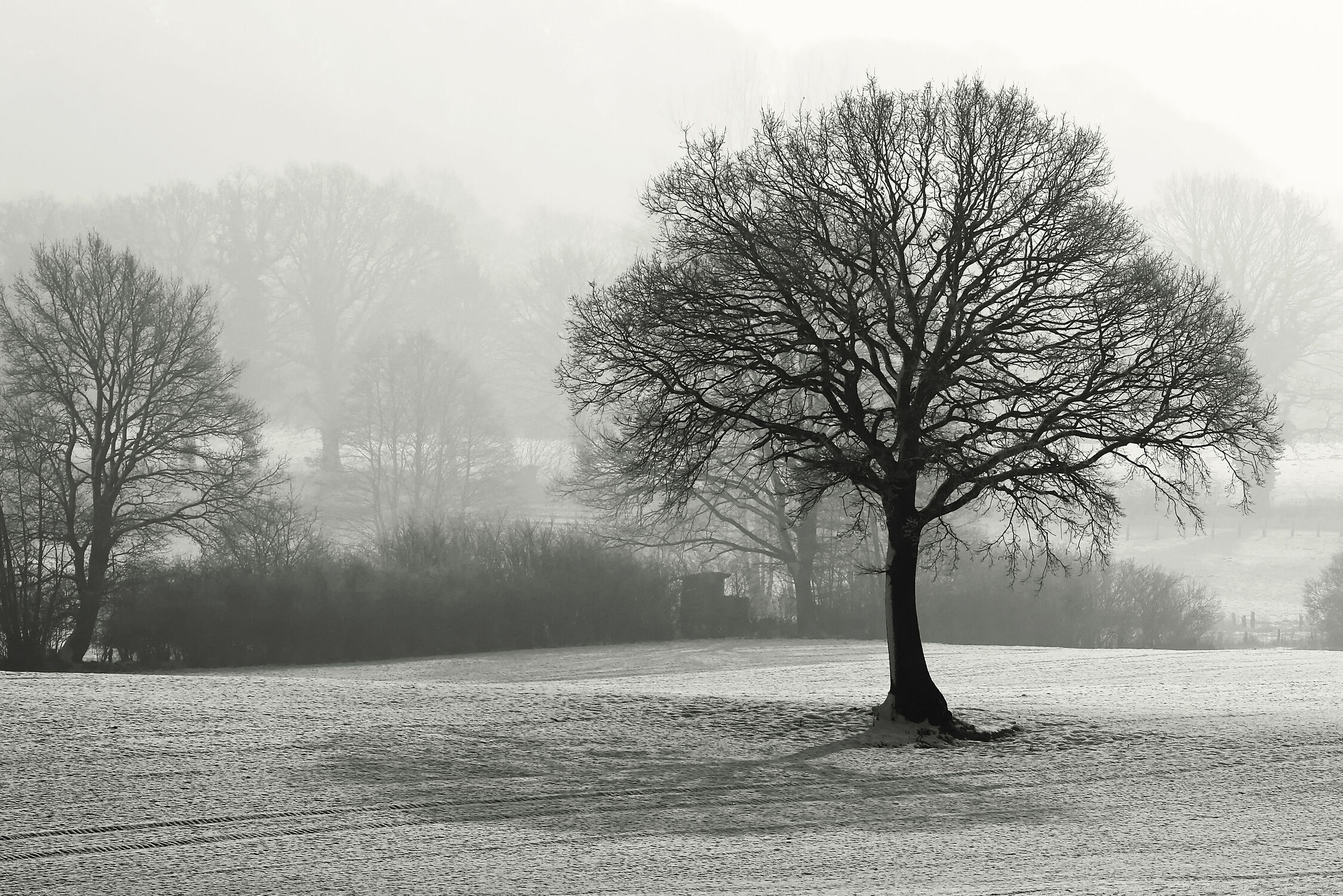 Bild mit Bäume, Winter, Schnee, Felder, Dunst, Schwarzweiß