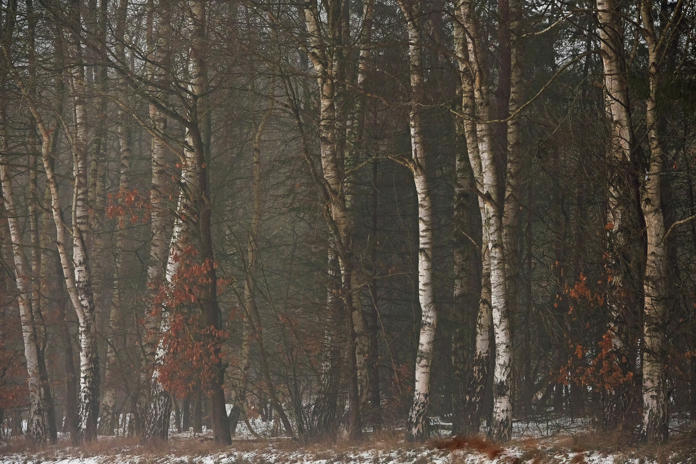 Bild mit Birken, Wald, Unterholz, Ökowald
