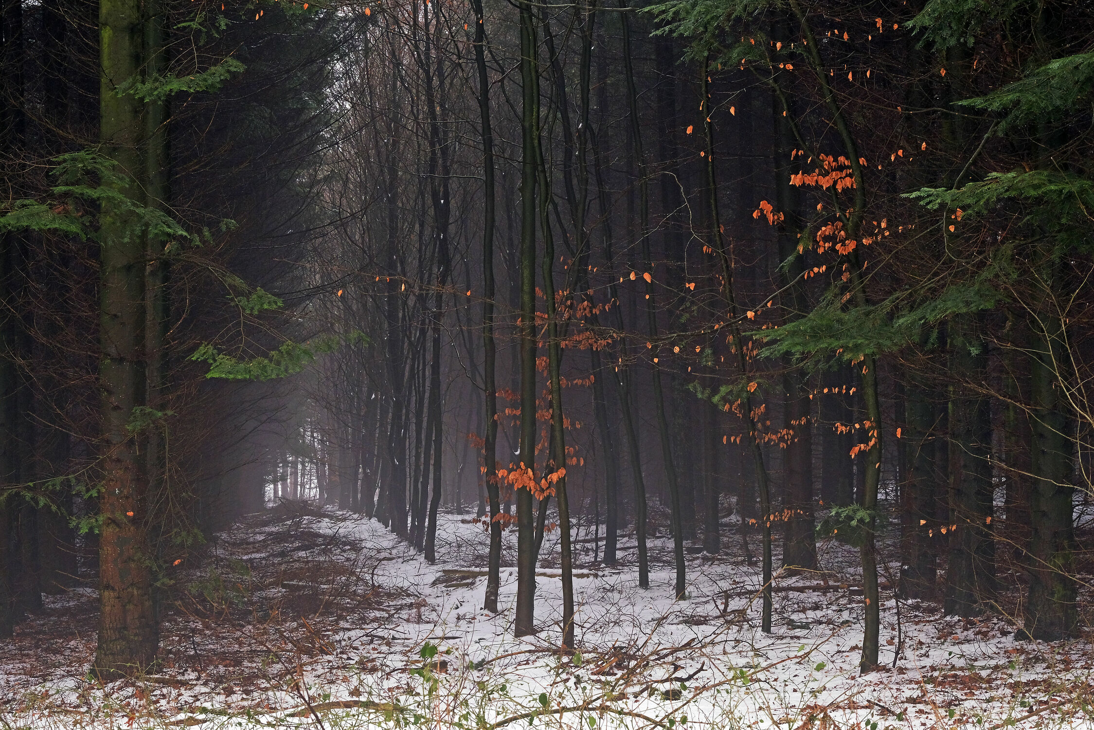 Bild mit Winter, Schnee, Wälder, Wald, Nadelwald, Laubwald, Unterholz, Arbeit, Schneisen