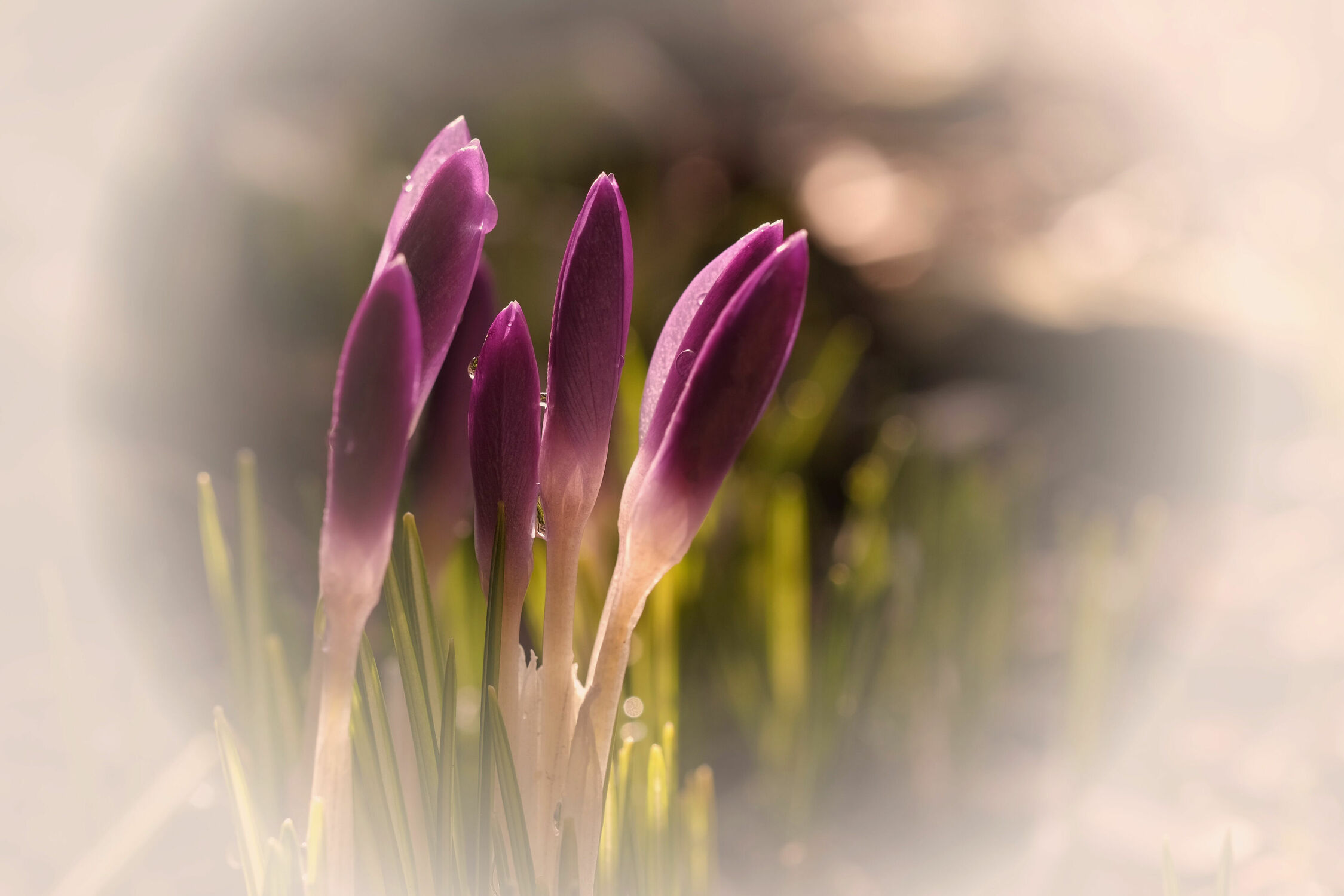 Bild mit Blumen, Frühling, narzissen