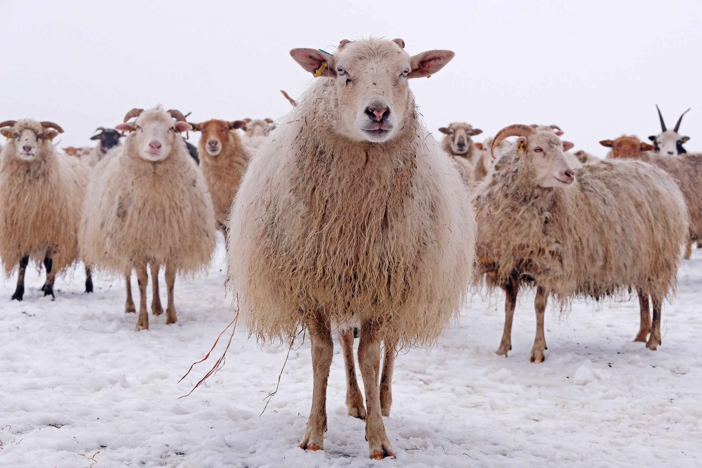 Bild mit Säugetiere, Winter, Schnee, Schafe, Kälte, Weide, Hunger, Koppel, Durst, Kargland
