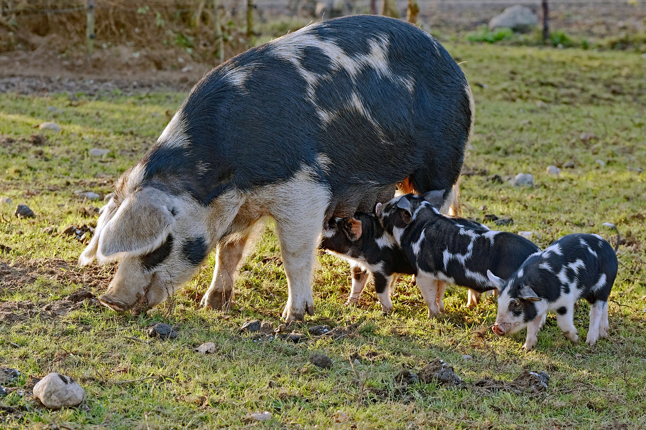 Bild mit Ferkel, Schwein, Sau, Säugetier, Kinder, Felder, Wiesen, Ernährung, Mutter, Freiland