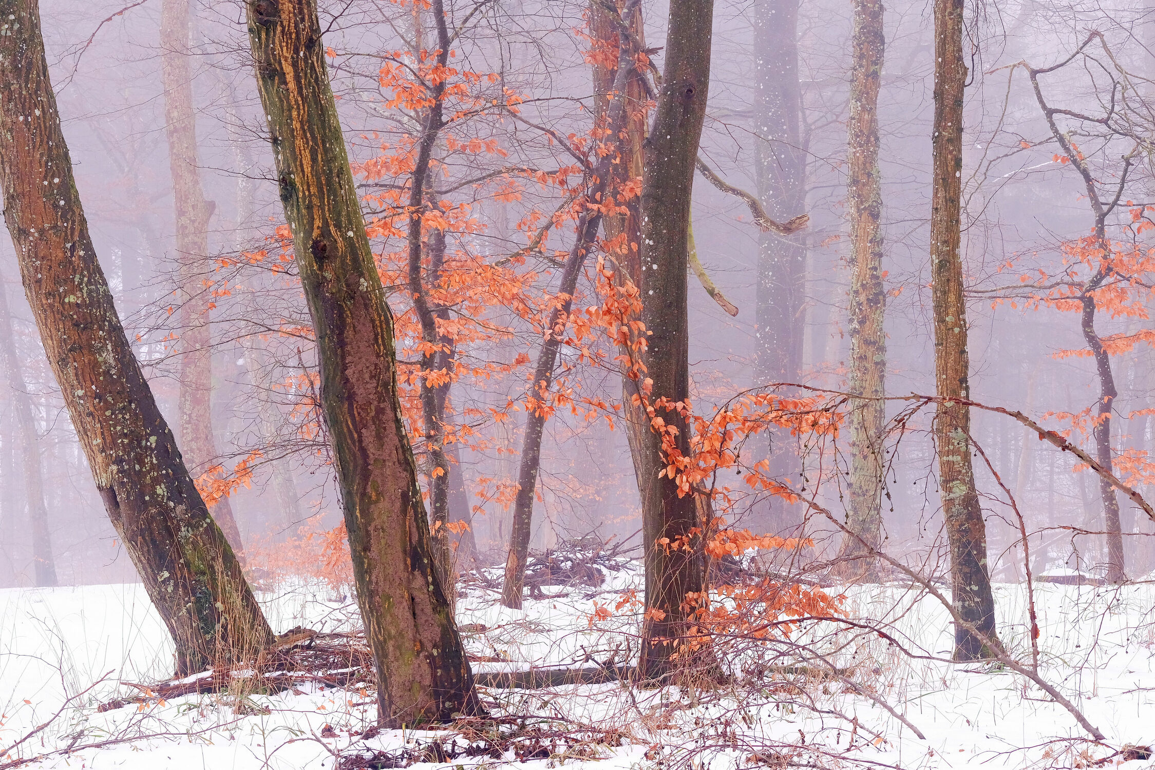 Bild mit Bäume, Winter, Schnee, Herbst, Nebel, Sonne, Wald, Blätter, Buchen, Fruehjahr