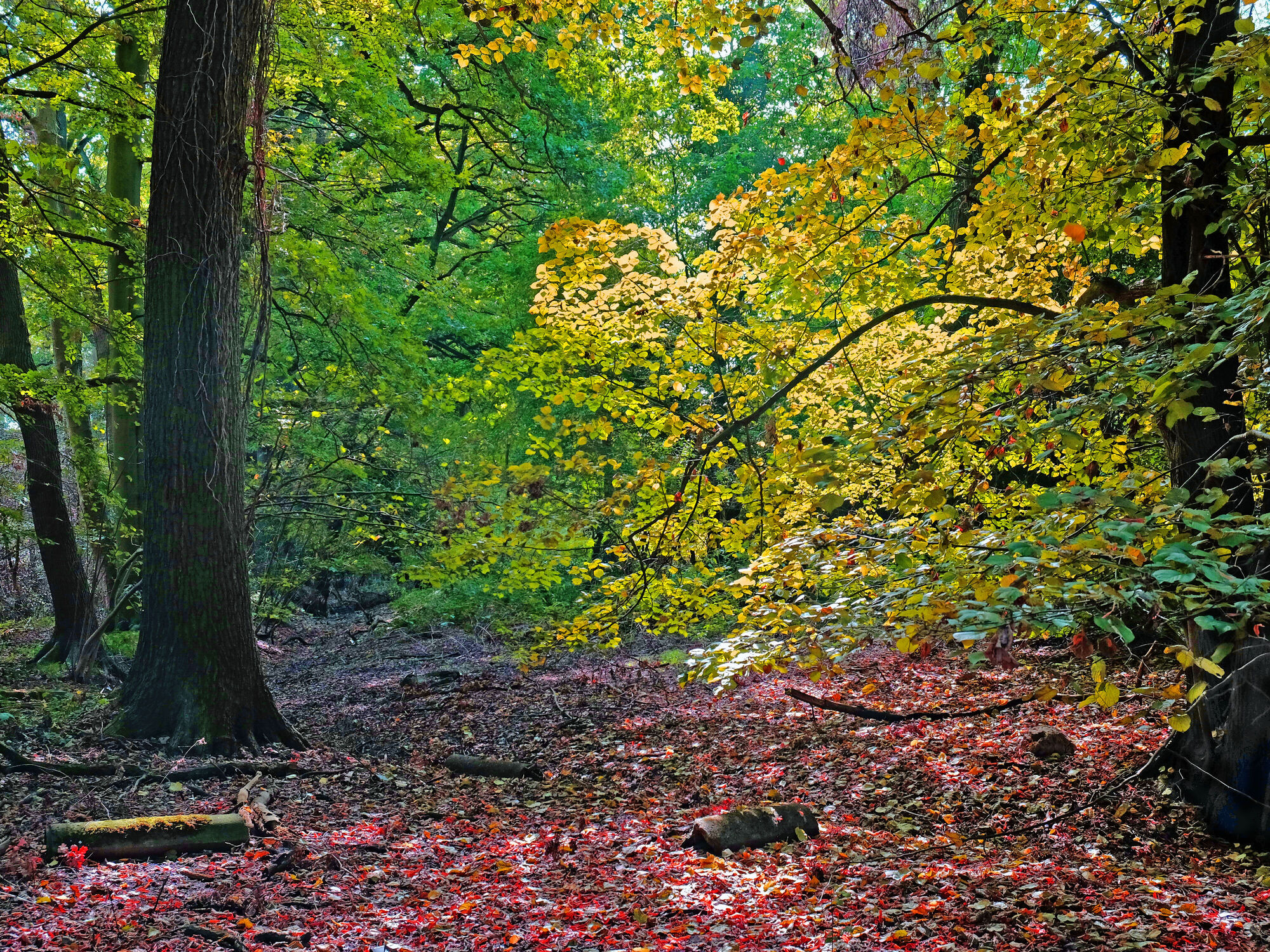 Bild mit Herbst, Laubwald, Herbstblätter, Sonnenlicht