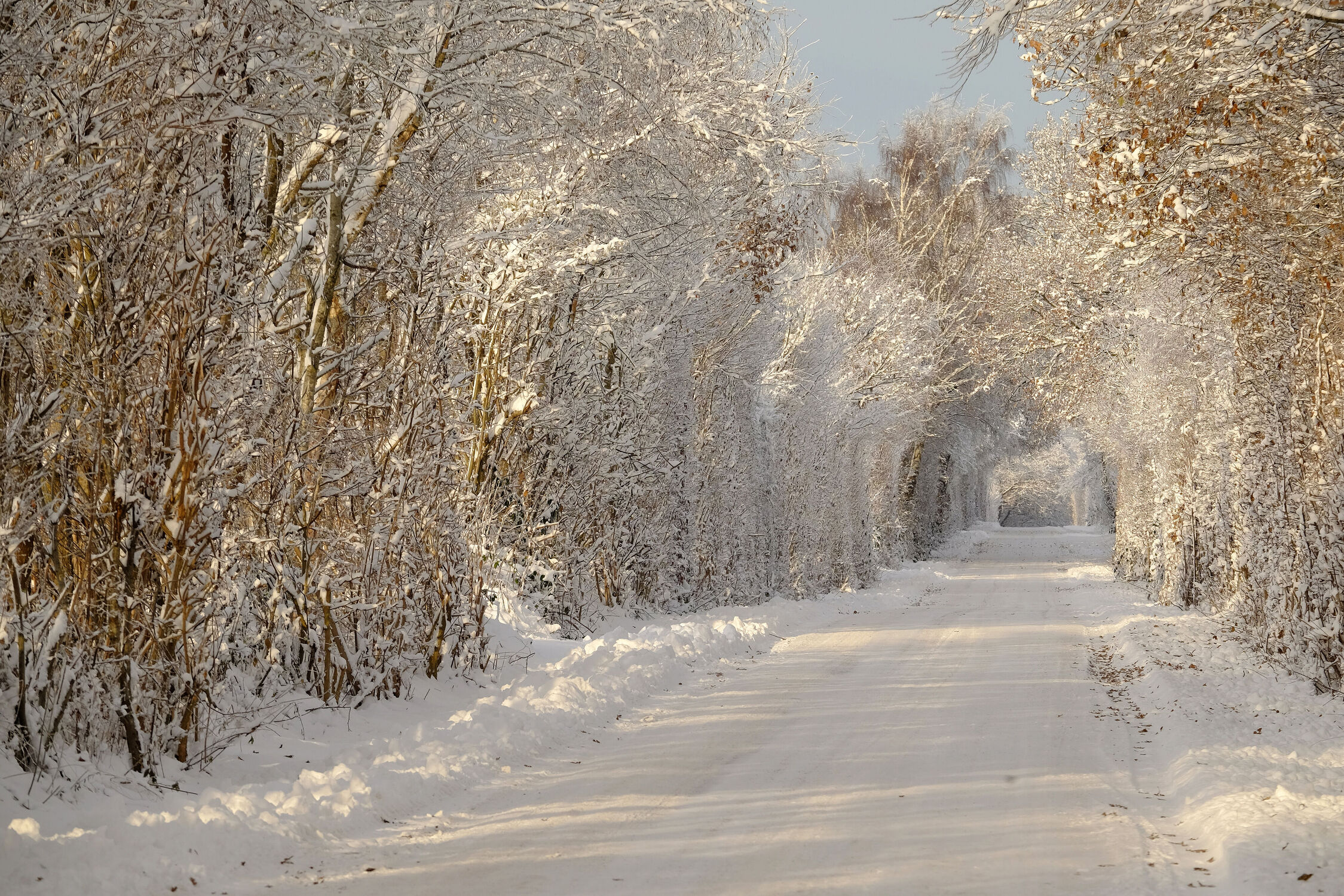 Bild mit Bäume, Winter, Winter, Schnee, Sträucher, Schleswig_Holstein, Strassen, Dezember, 2022