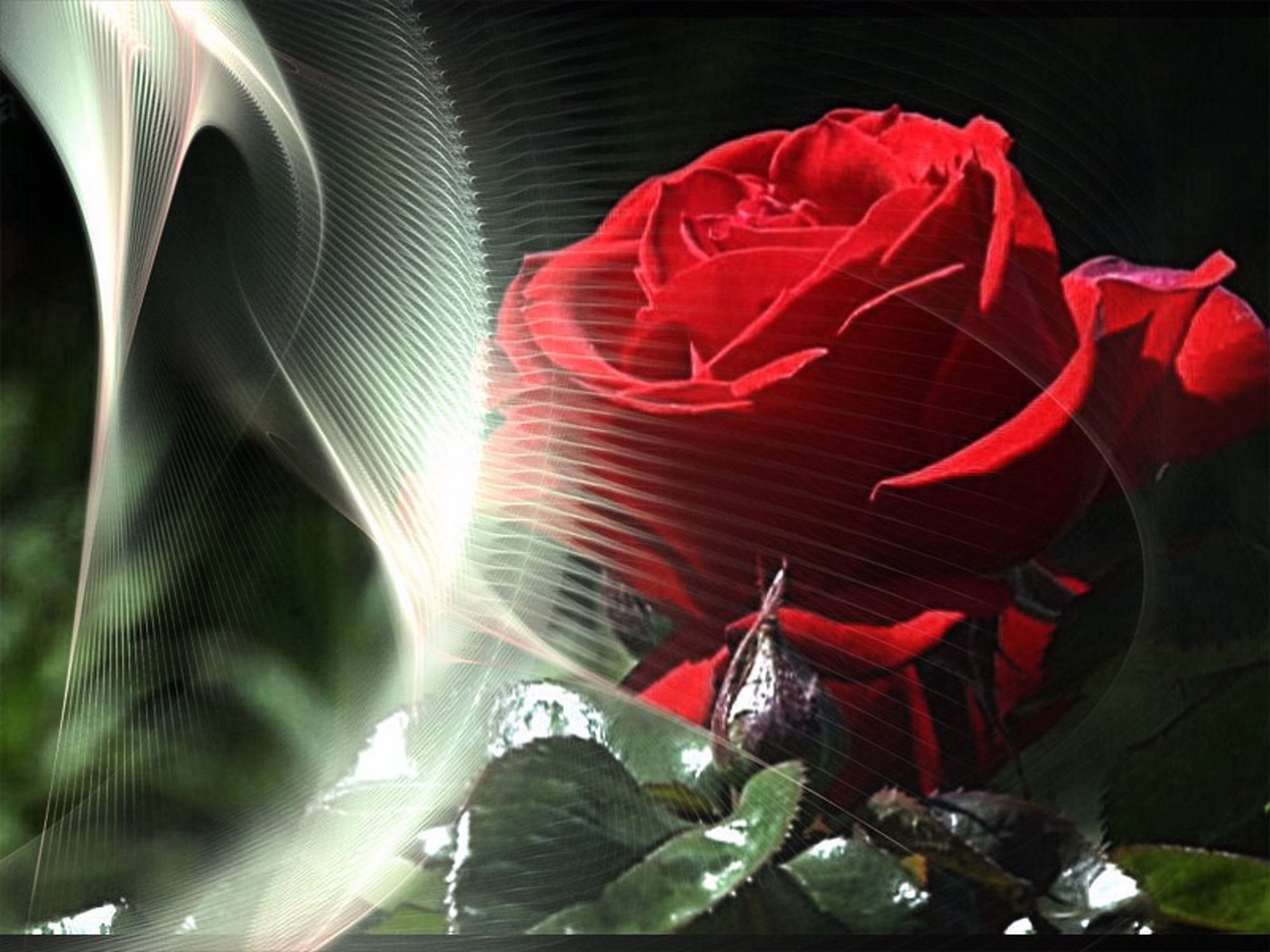 Bild mit rote Rosen, Bildercollagen, Stillleben & Collagen, Collagen, Collage, Digitale Blumen, Blumen Collagen