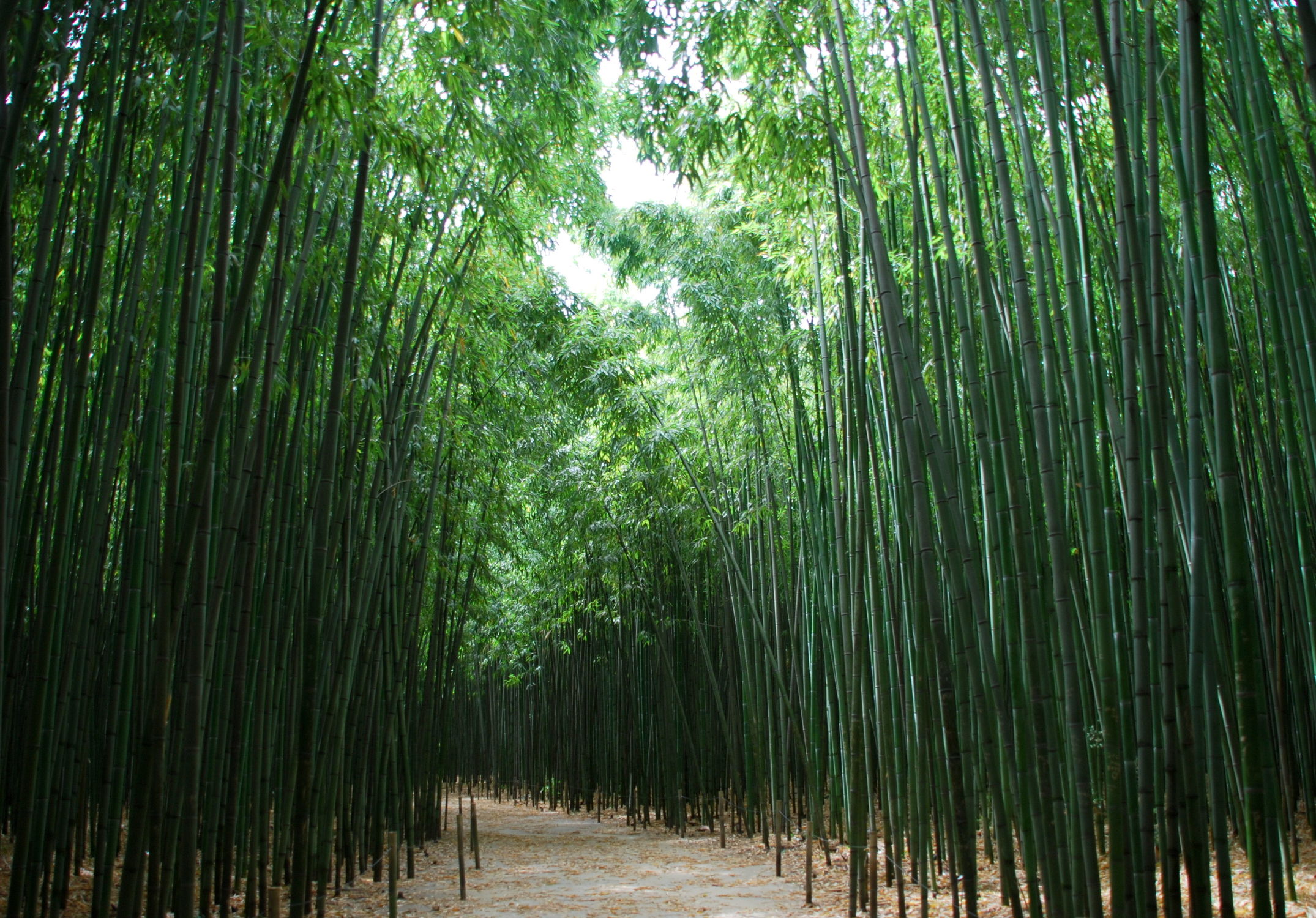 Bild mit Grün, Bambus, bamboo, Tapete, Tapeten Muster, Harmonie in Grün, wandtapete, fototapete, bambuswald, tunnel