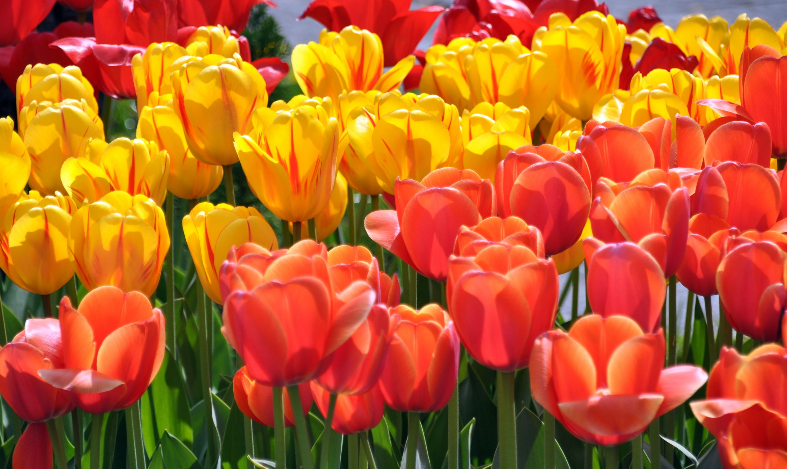 Bild mit Orange, Gelb, Frühling, Rot, Tulpe, Tulips, Tulpen, Tulip, orangerot, intensiv, farbenfroh, leuchtend, tulpenpracht, tulpenbeet, frühblüher, frühjahr