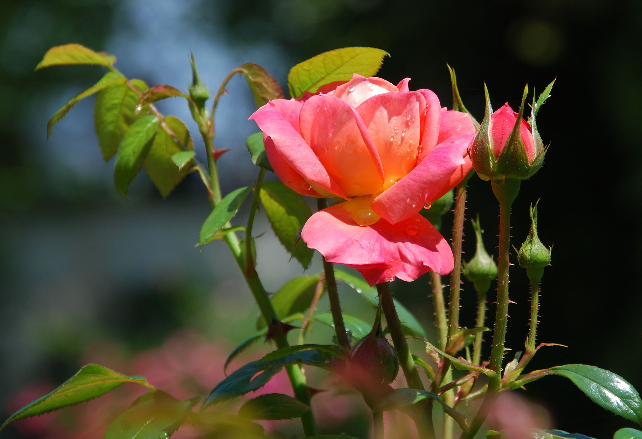 Bild mit Rosen, Rose, Roses, Schönheit, blüte, beetrose, edelrose, edel