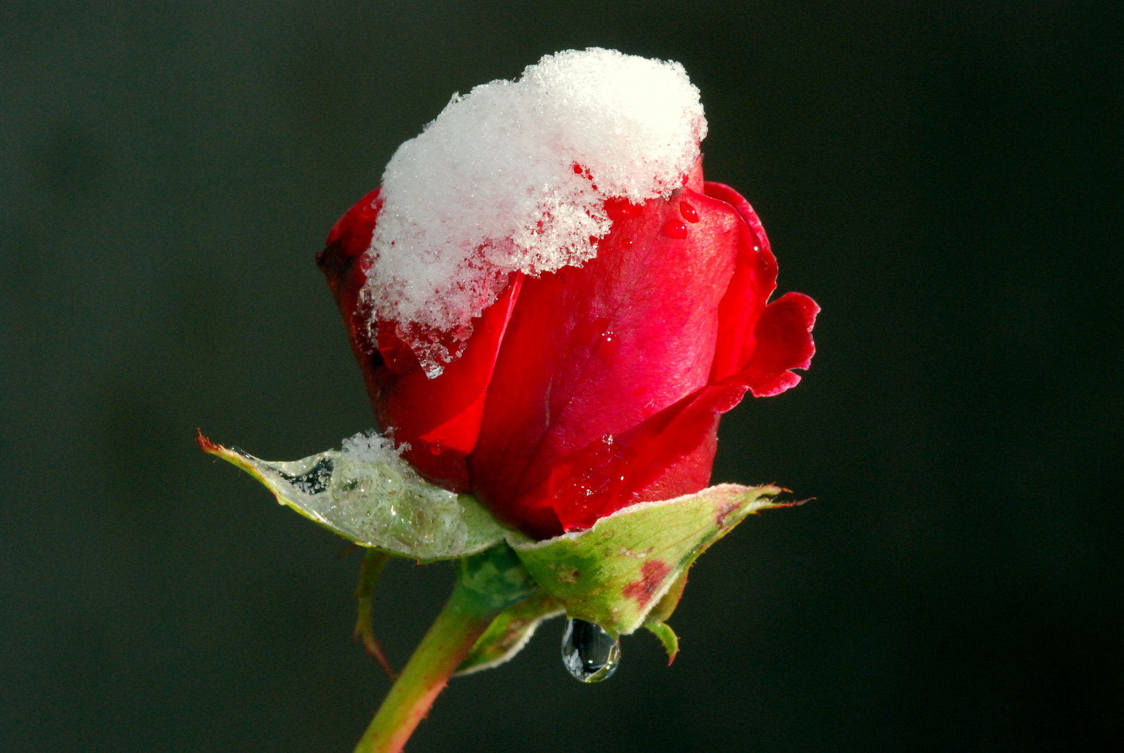 Bild mit Winter, Schnee, Rot, Rosen, Rose, Roses, Schönheit, blüte, beetrose, edelrose, edel, rote, häubchen