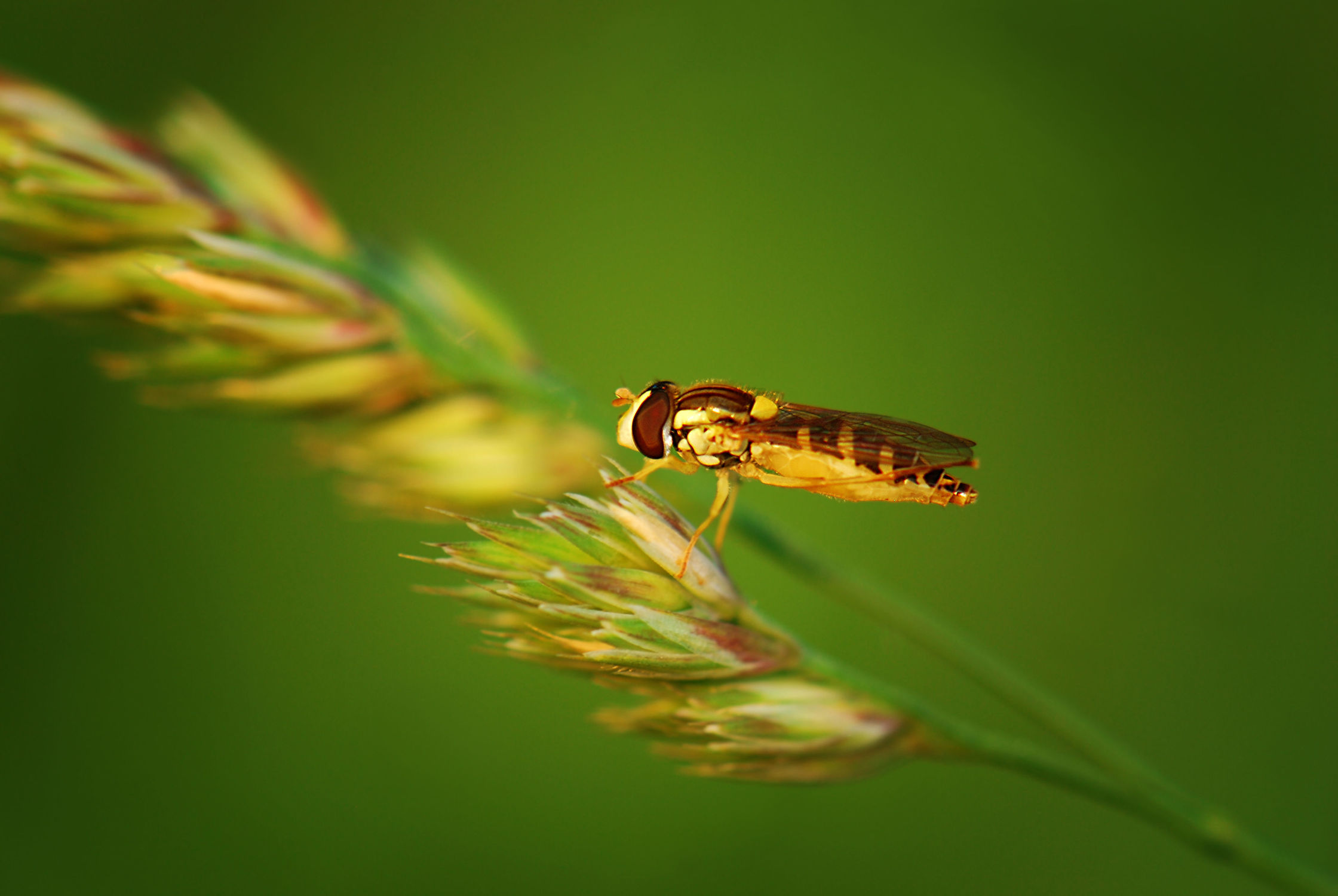 Bild mit Gelb, Grün, Insekten, Fliegen, Makroaufnahme, Pflanze, Makro, Gras, garten, nahaufnahme, Insekt, Fliege, Korn, facettenauge, nektarsuche, schwebefliege, schwebefliegen