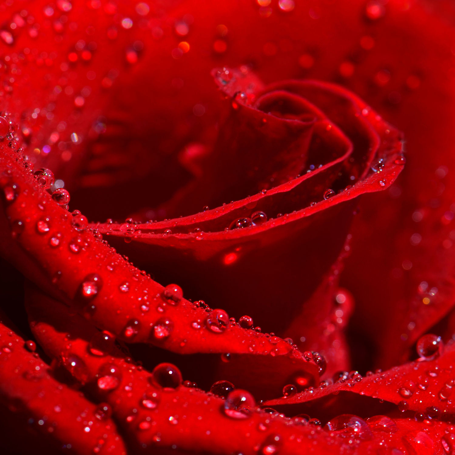 Bild mit Blumen, Rosen, Blume, Rose, rote Rose, rote Rosen, Wassertropfen, Regentropfen, Tropfen, Blüten, blüte, Tautropfen
