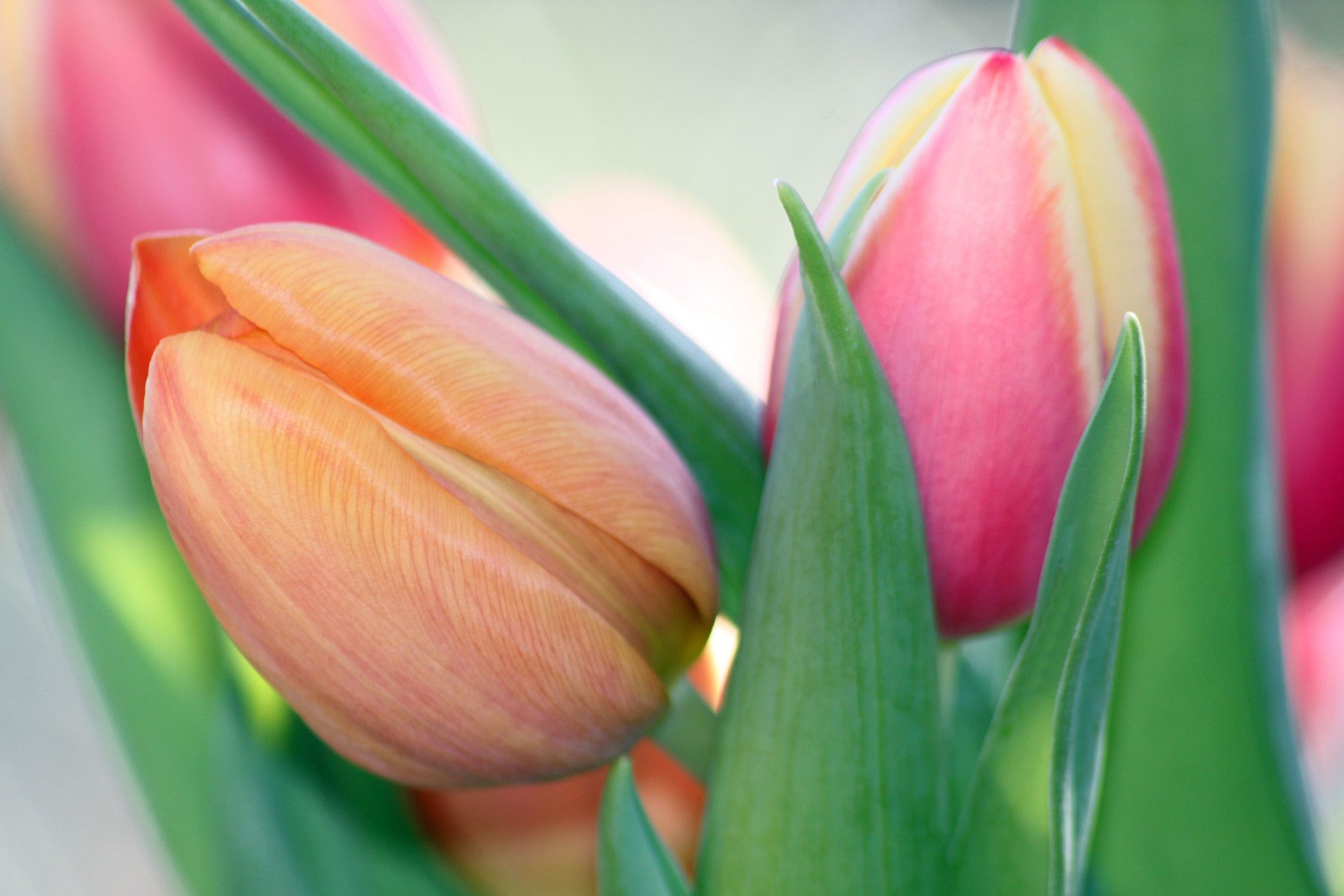 Bild mit Blumen, Frühling, Tulpe, Tulpen, edel, zart, Frühlingserwachen, pastell, blumig, frühlingsbild