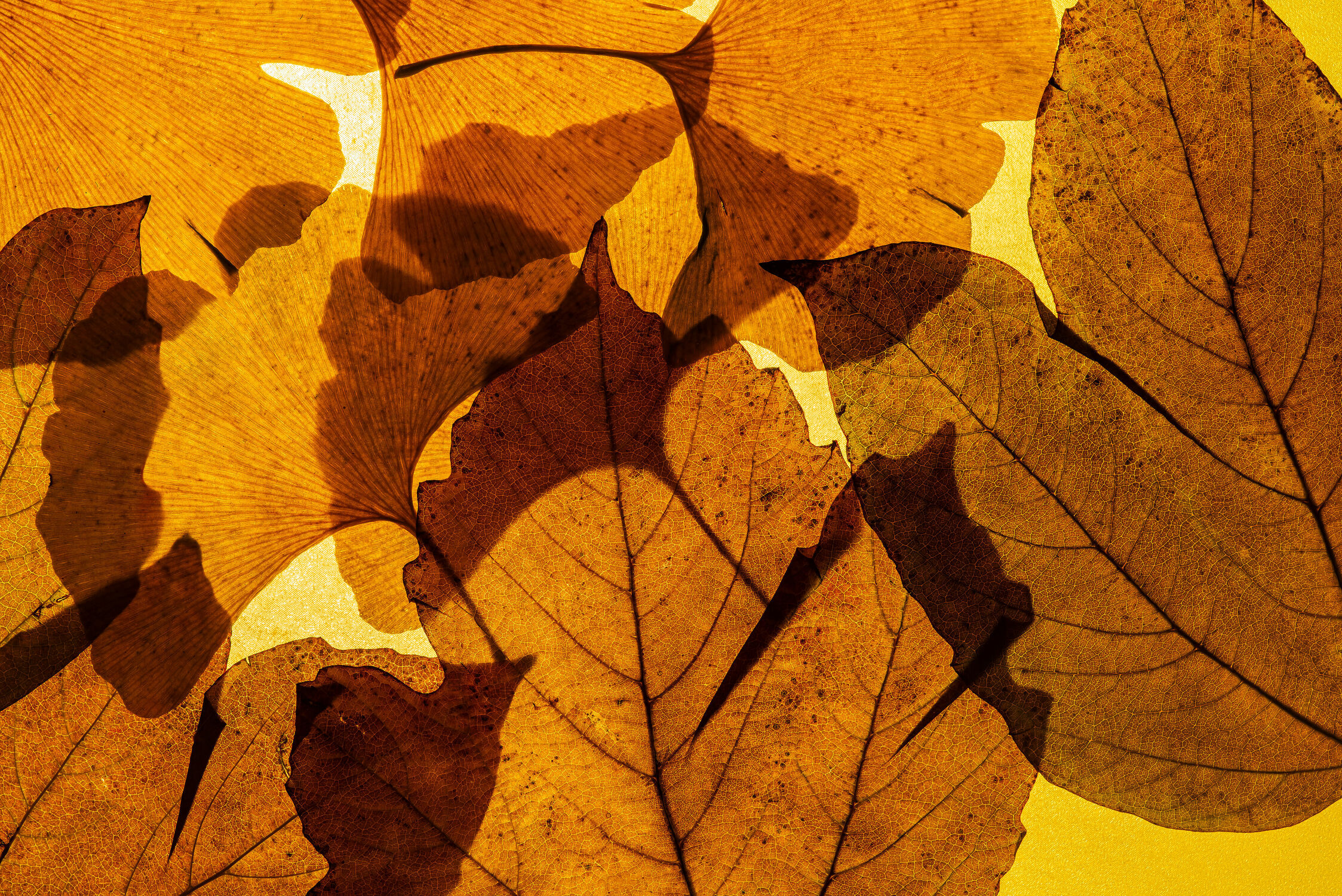 Bild mit Natur, Jahreszeiten, Herbst, Braun, Blätter, Makroaufnahme, nahaufnahme, Laub, trocken, studio shot