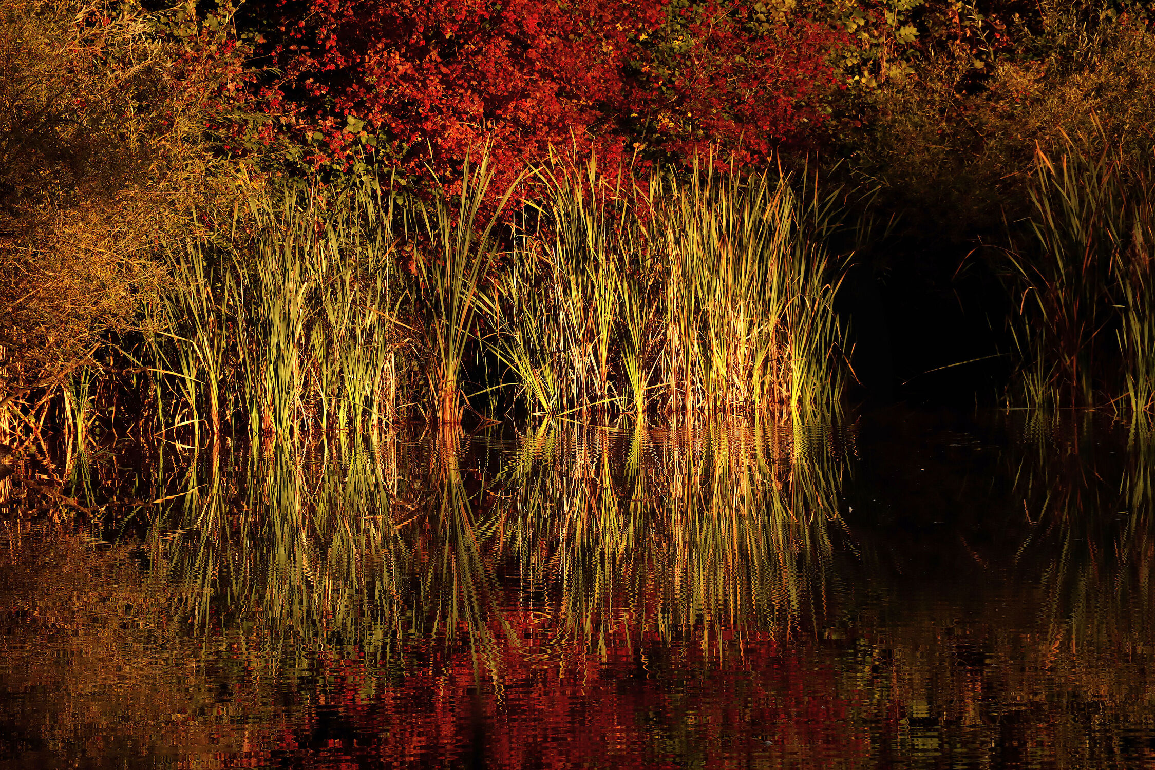 Bild mit Gewässer, Teiche, Herbst, Schilfgras, Herbstblätter, Naturschutzgebiet, herbstfarben, Wasser Spiegelung, Auried