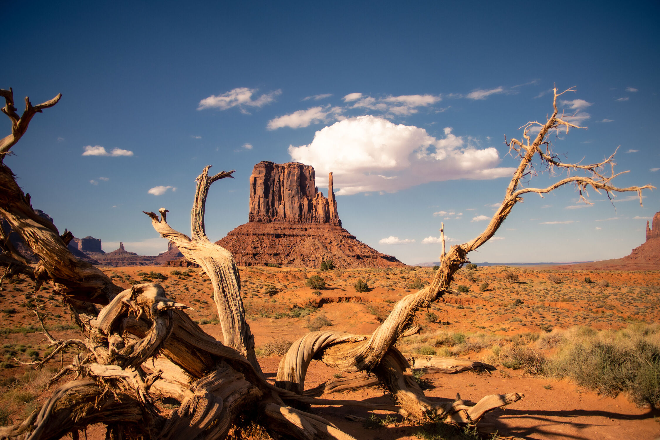 Bild mit Natur, Landschaften, Arizona, USA, Wüsten, Durchblick, Totholz, Monument Valley, Western, West Mitten Butte