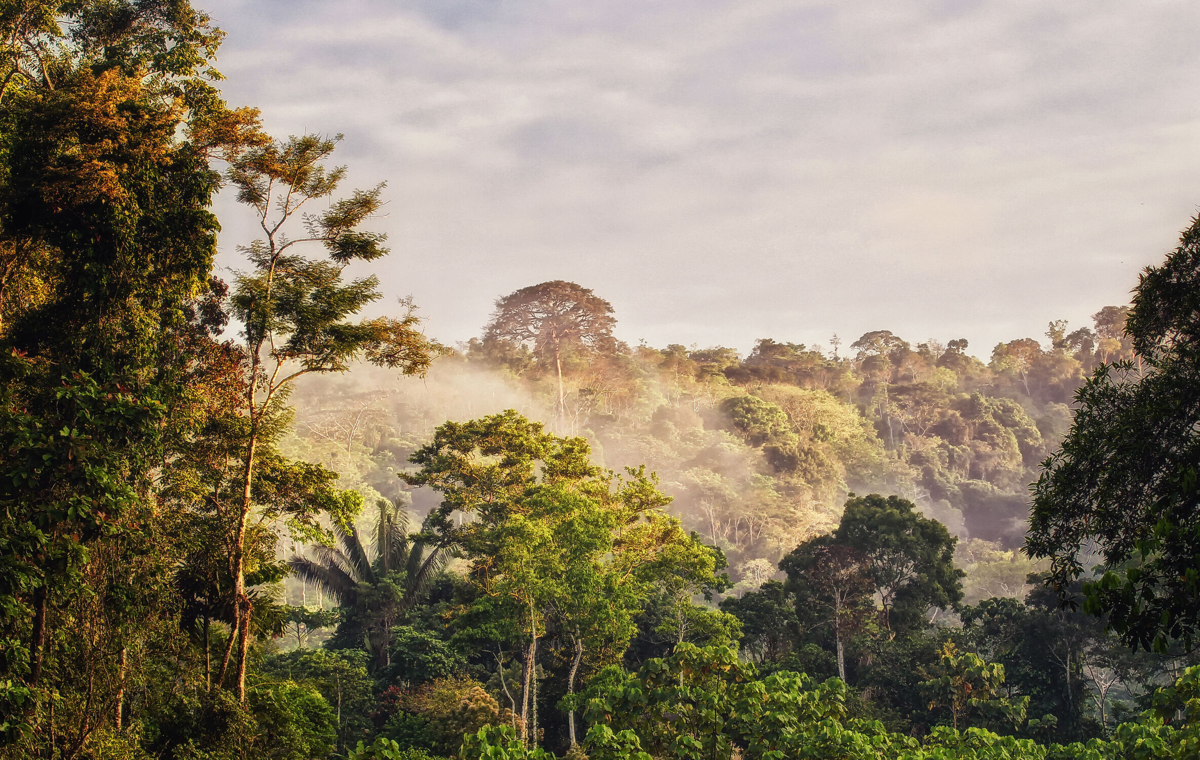 Bild mit Bäume, Wälder, Wald, Morgenstimmung, Urwald, Dschungel, morgennebel, Baumkronen, Ecuador, Amazonas